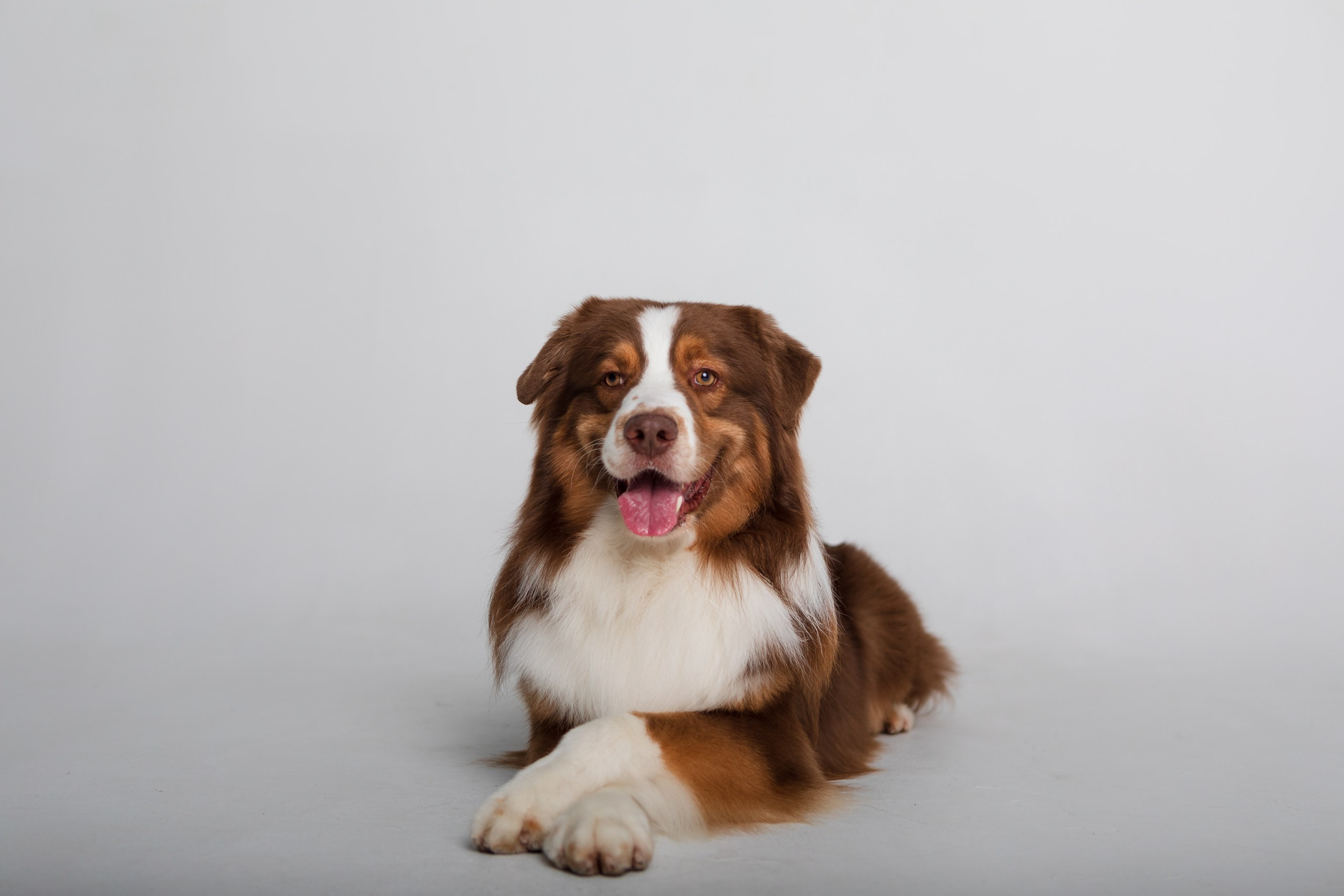 Аусси Браавос. Студия. Фотограф анималист Кузнецова Анна Нижний Новгород