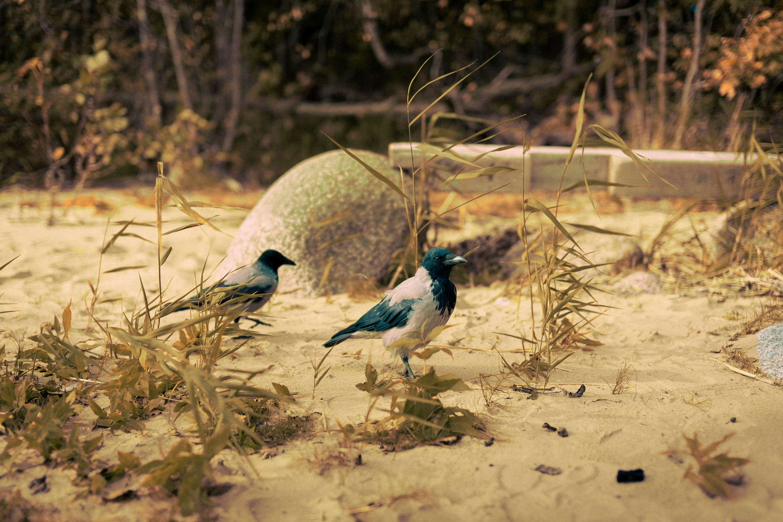 Из наблюдений. Плак или Квак