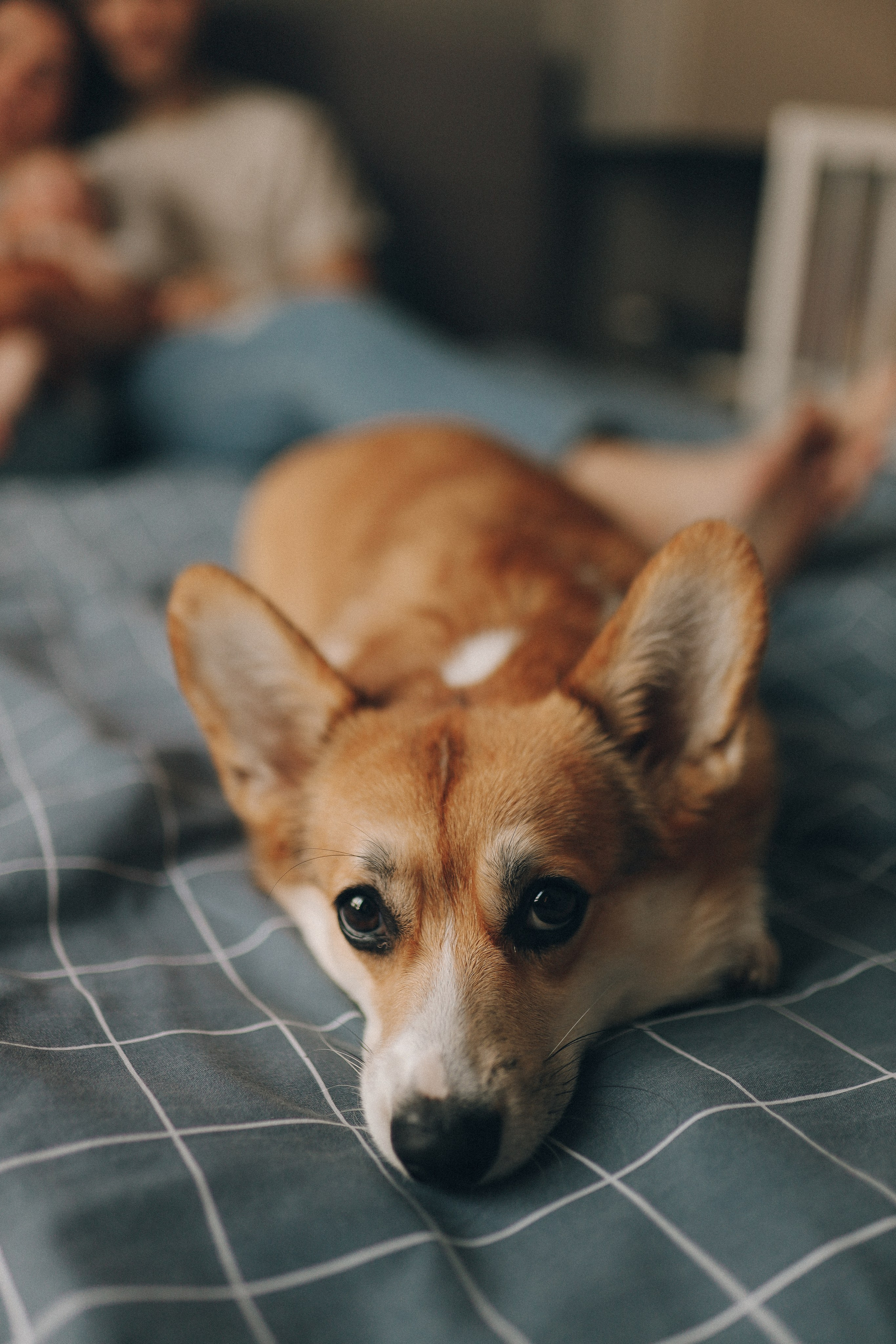 Домашняя фотосессия с малышом. Семейный фотограф Екатеринбург Черепанова Олеся