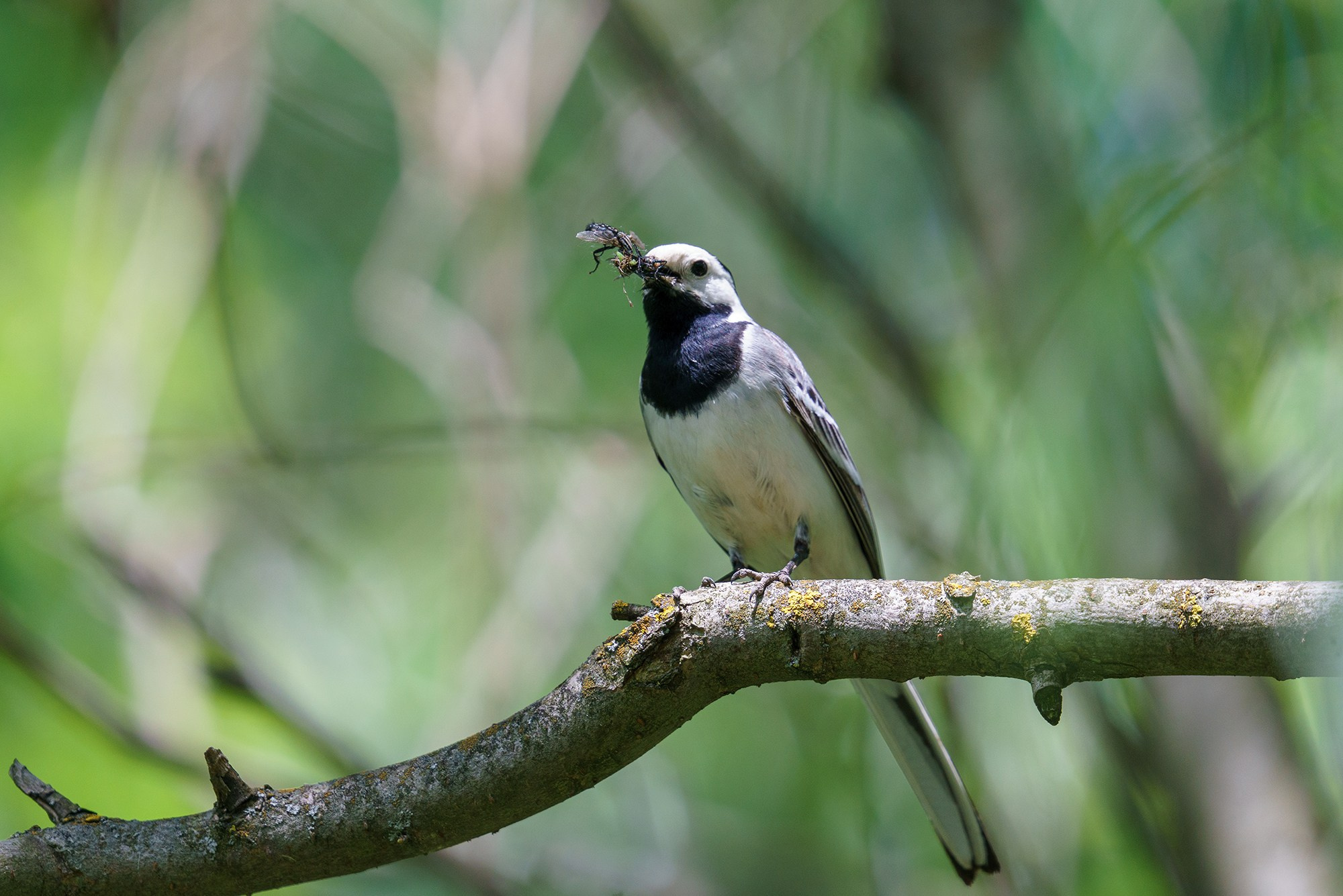 Удивительные мир птиц. Вокруг нас столько прекрасного — присмотритесь!. Ваш личный фотограф Марина Волкова