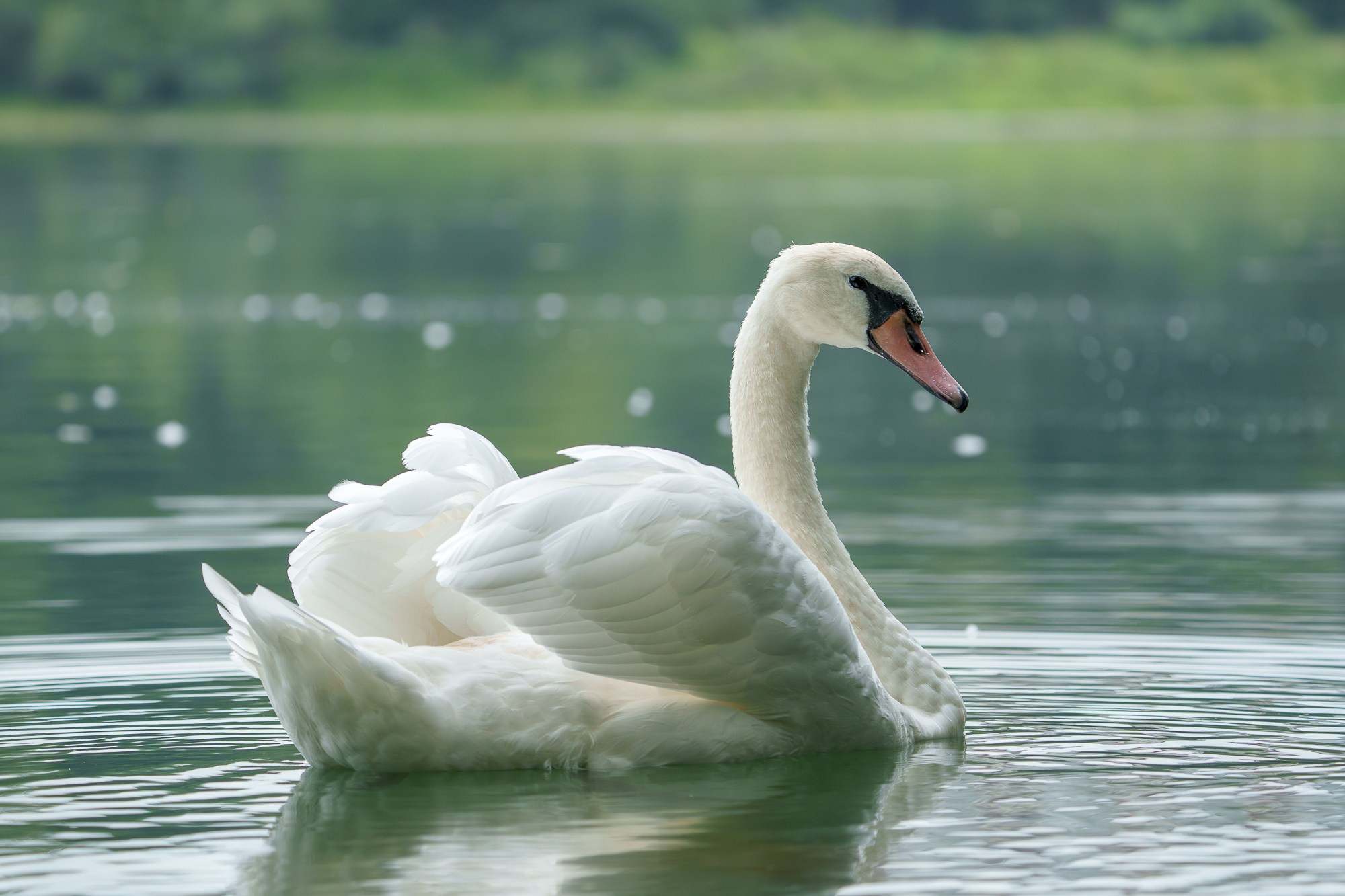 Удивительные мир птиц. Вокруг нас столько прекрасного — присмотритесь!. Ваш личный фотограф Марина Волкова
