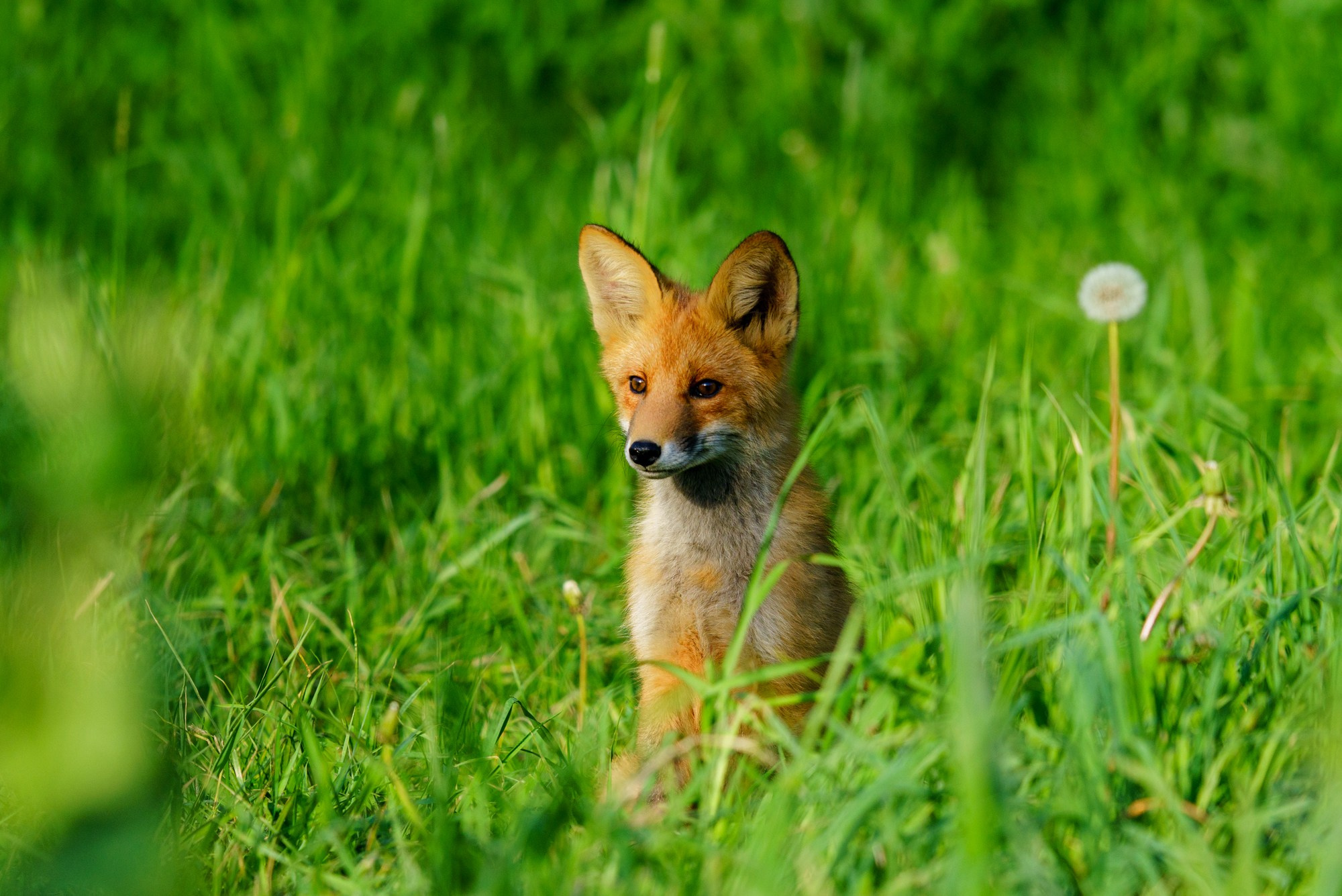 Животные. Ваш личный фотограф Марина Волкова
