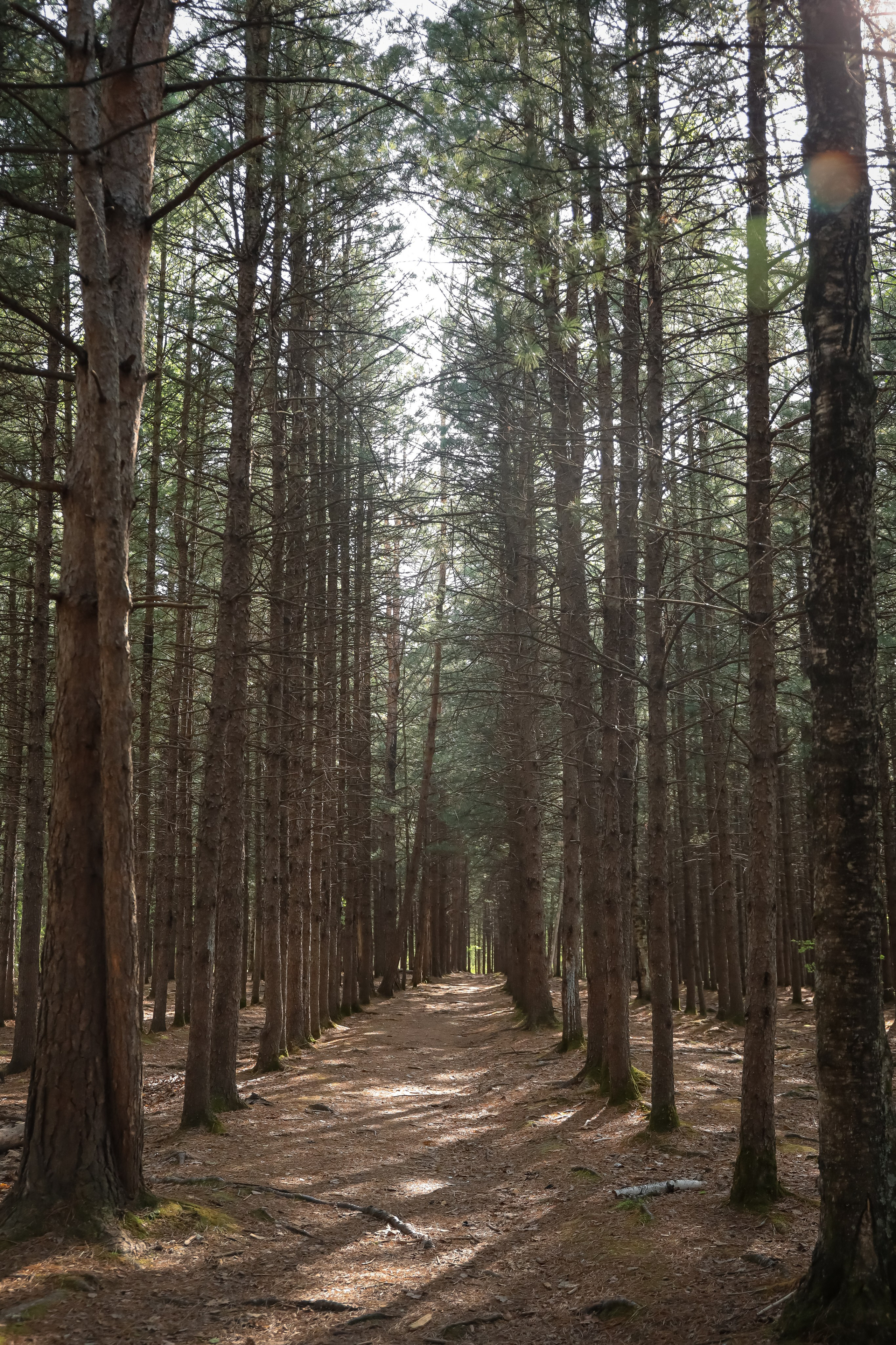 В сосновом лесу. Фотограф г. Хабаровск. Семейные и индивидуальные съёмки