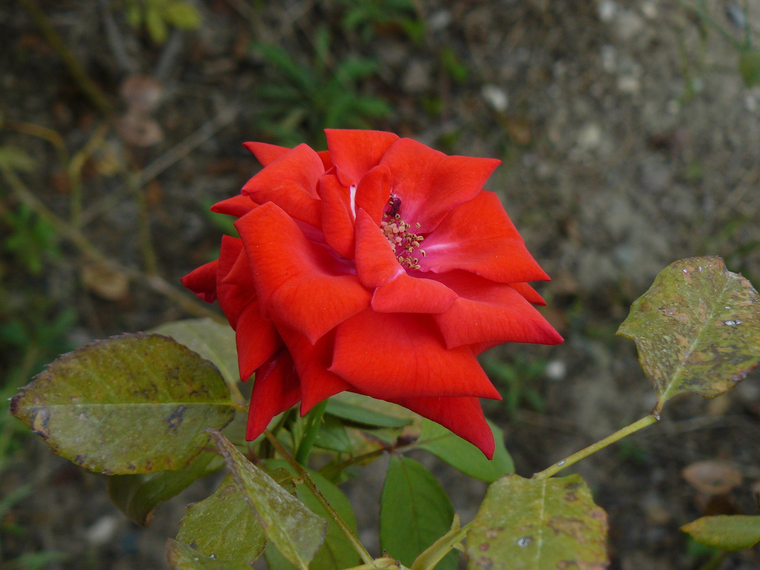 Кемер, Чамьюва 2008. Избранные фотографии