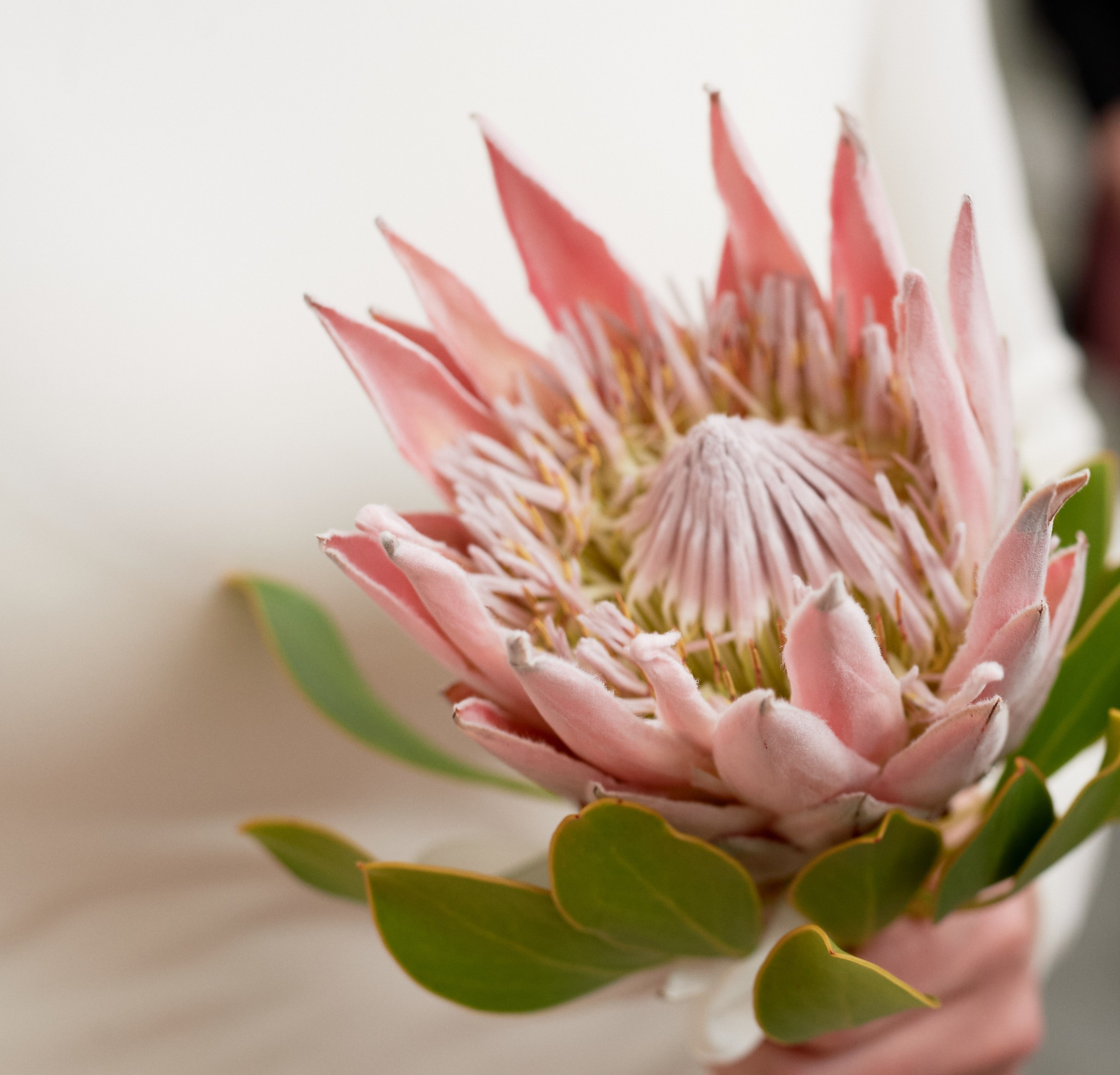 Камерные свадьбы. Фотограф, психолог в Москве, Жуковском, Раменском Галина Майлер