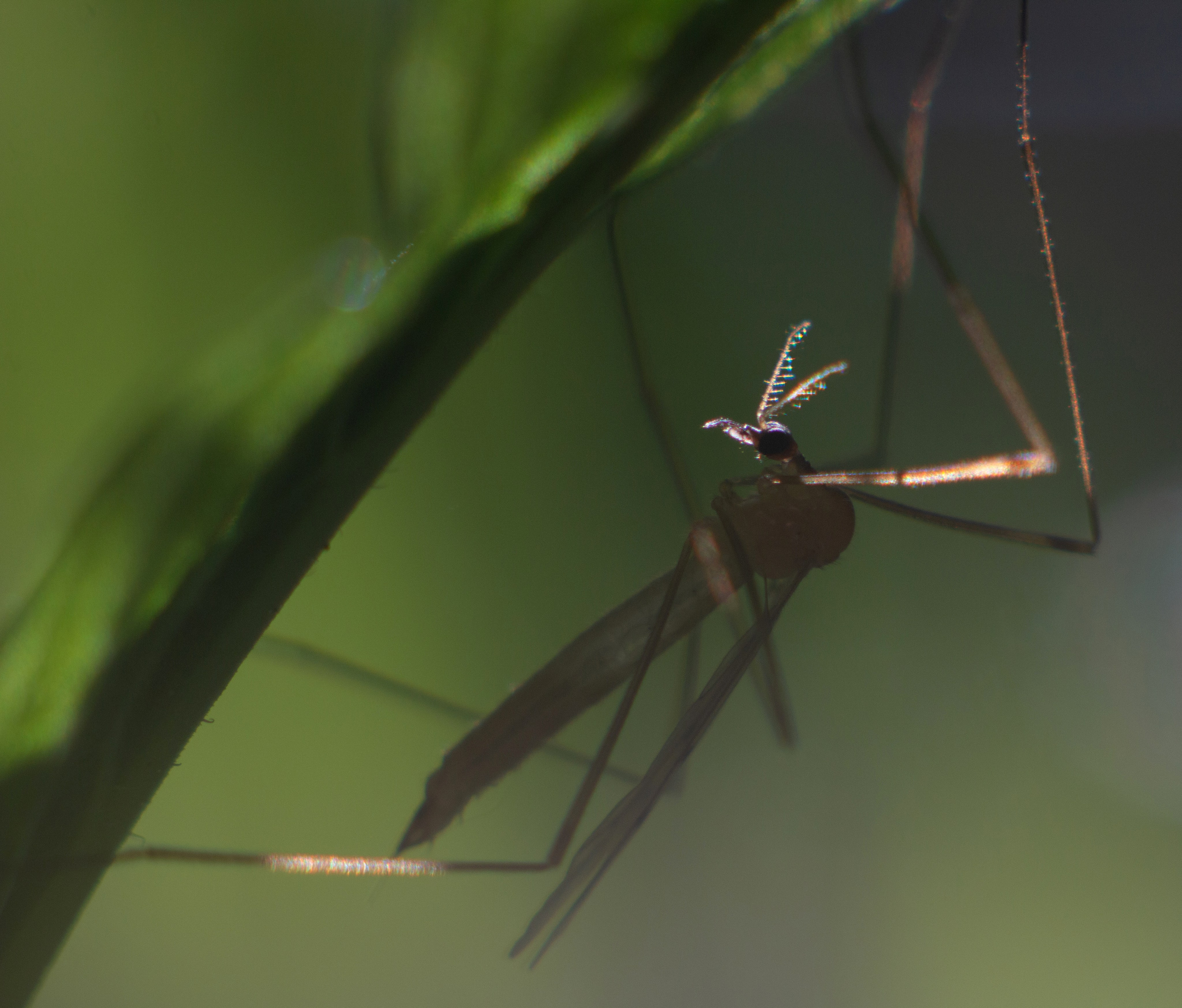 Макро. Фотограф Лагутин Анатолий