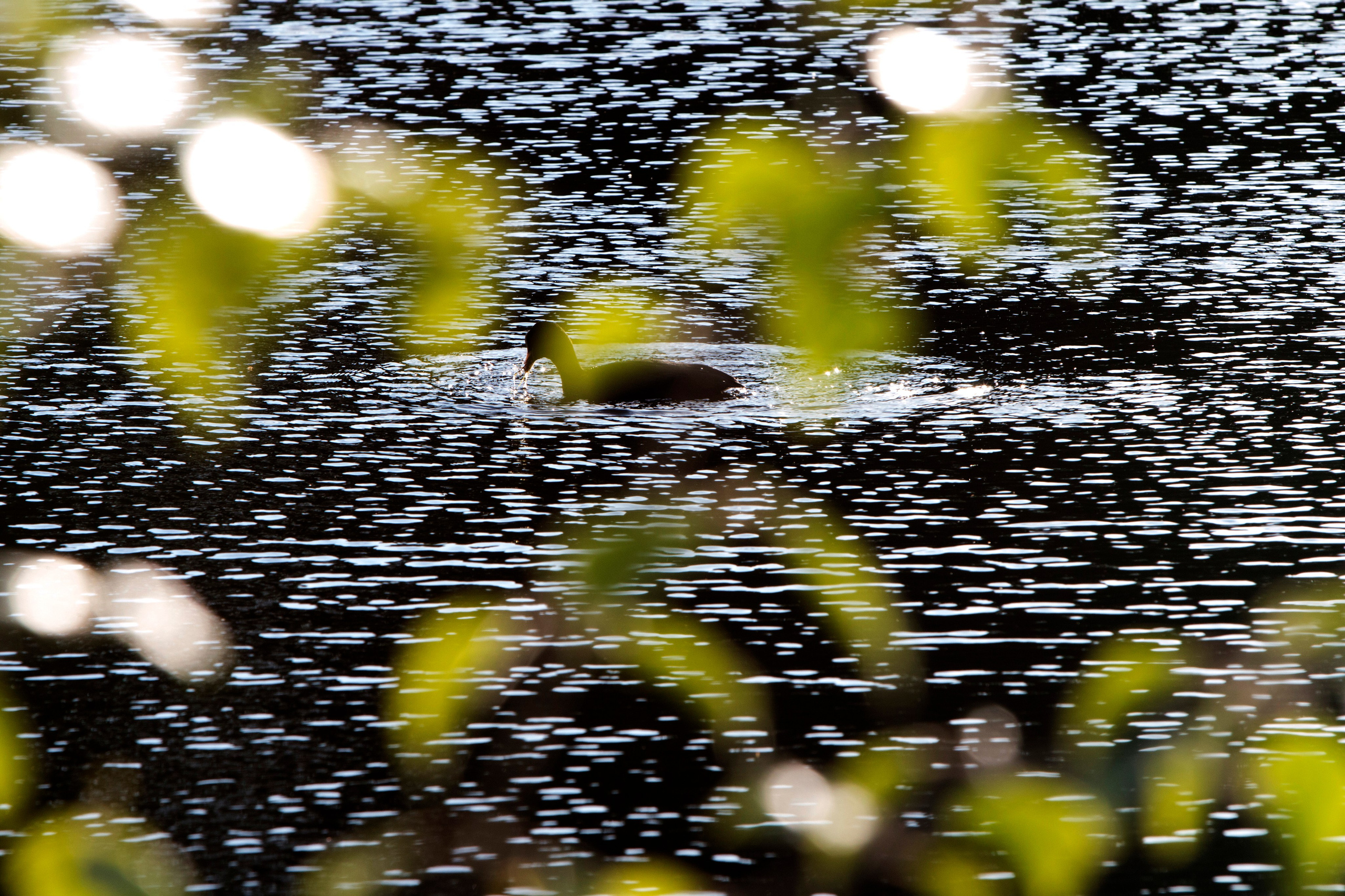Фото. Фотограф Лагутин Анатолий