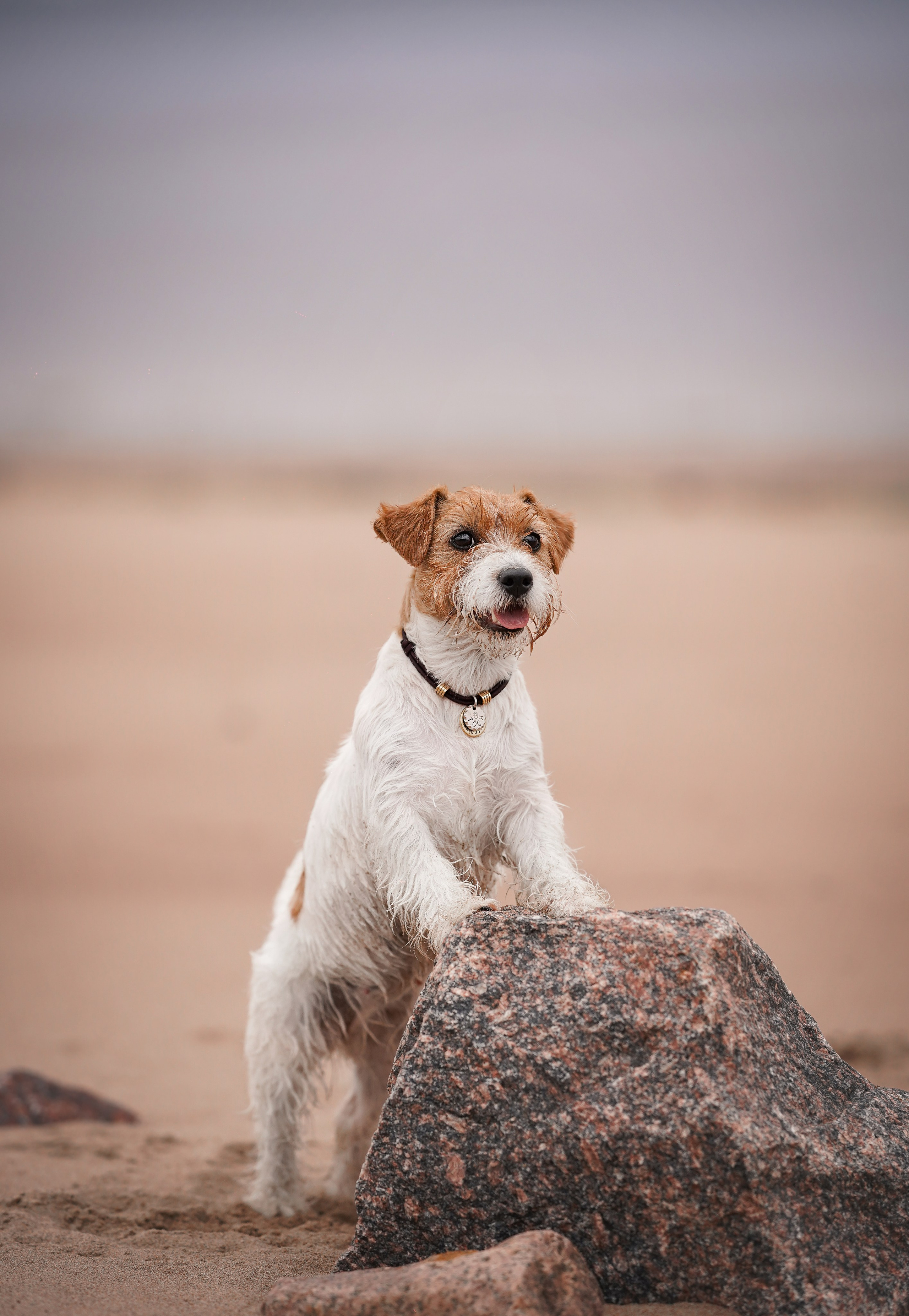 Люба и Тося. Фотограф-анималист в Санкт-Петербурге Яна Мартынова