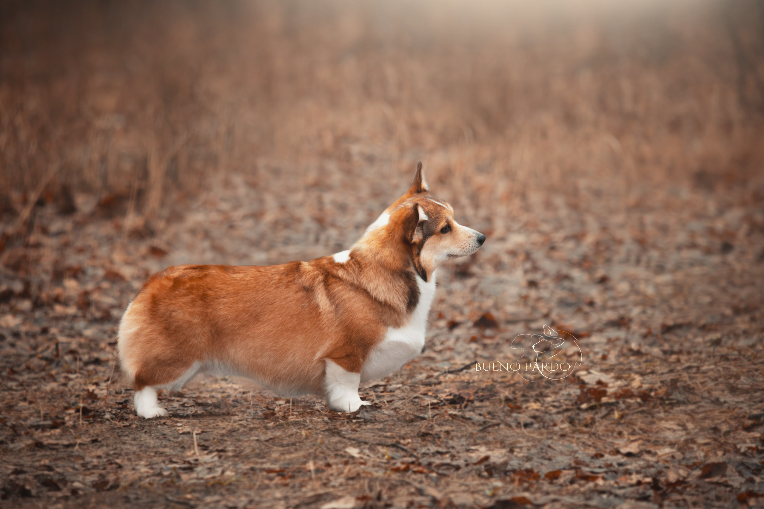 Щенки вельш корги пемброк из питомника. Питомник собак Акита, Хаски, Корги