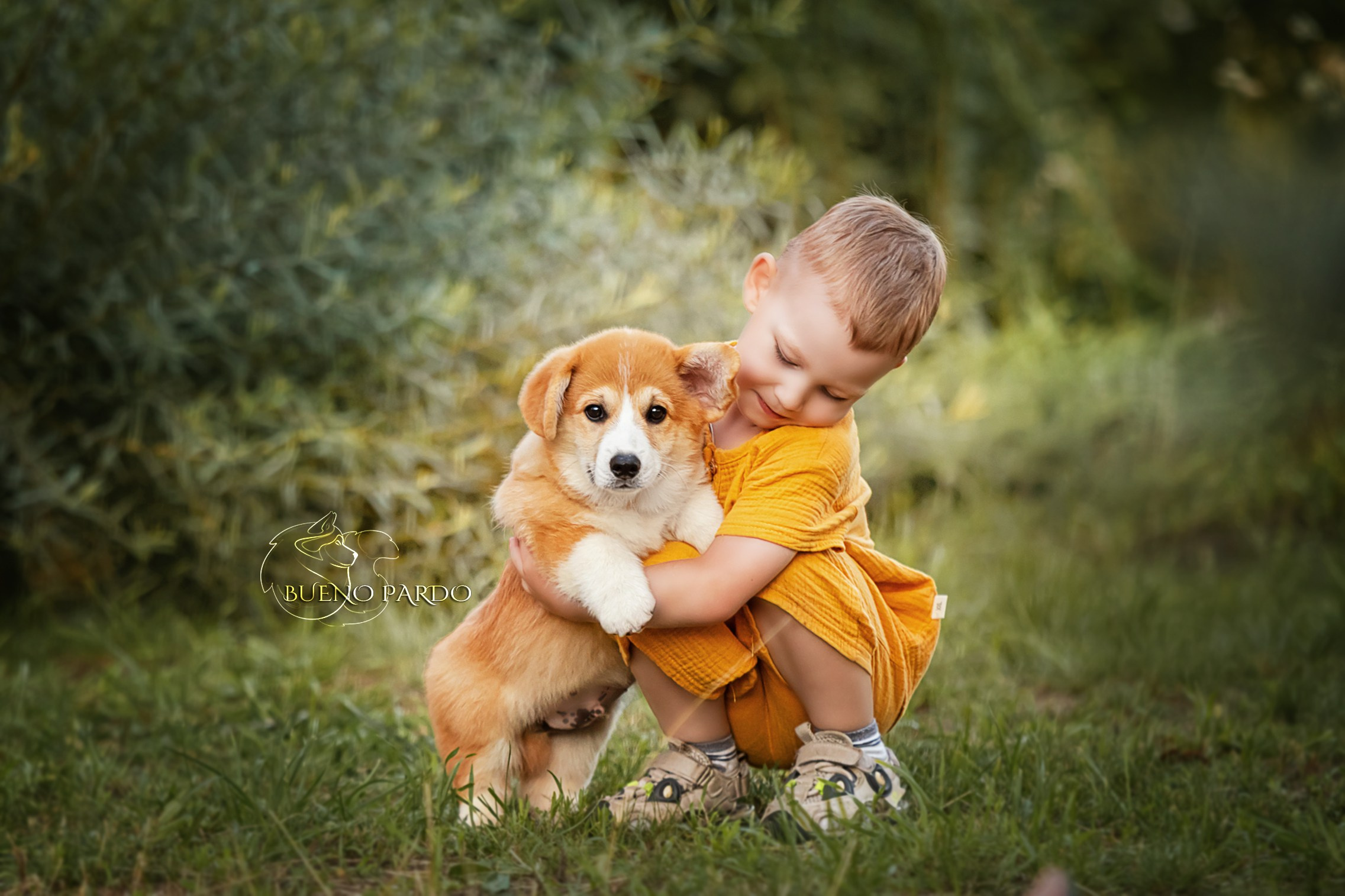 Щенки вельш корги пемброк из питомника. Питомник собак Акита, Хаски, Корги