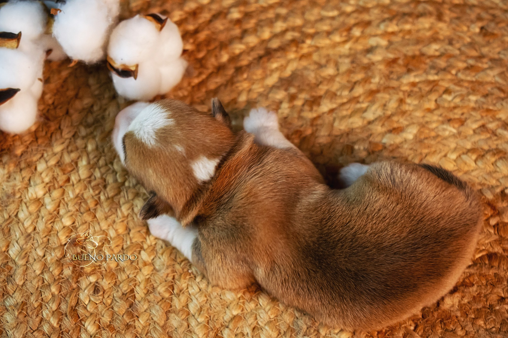 Щенки вельш корги пемброк из питомника. Питомник собак Акита, Хаски, Корги