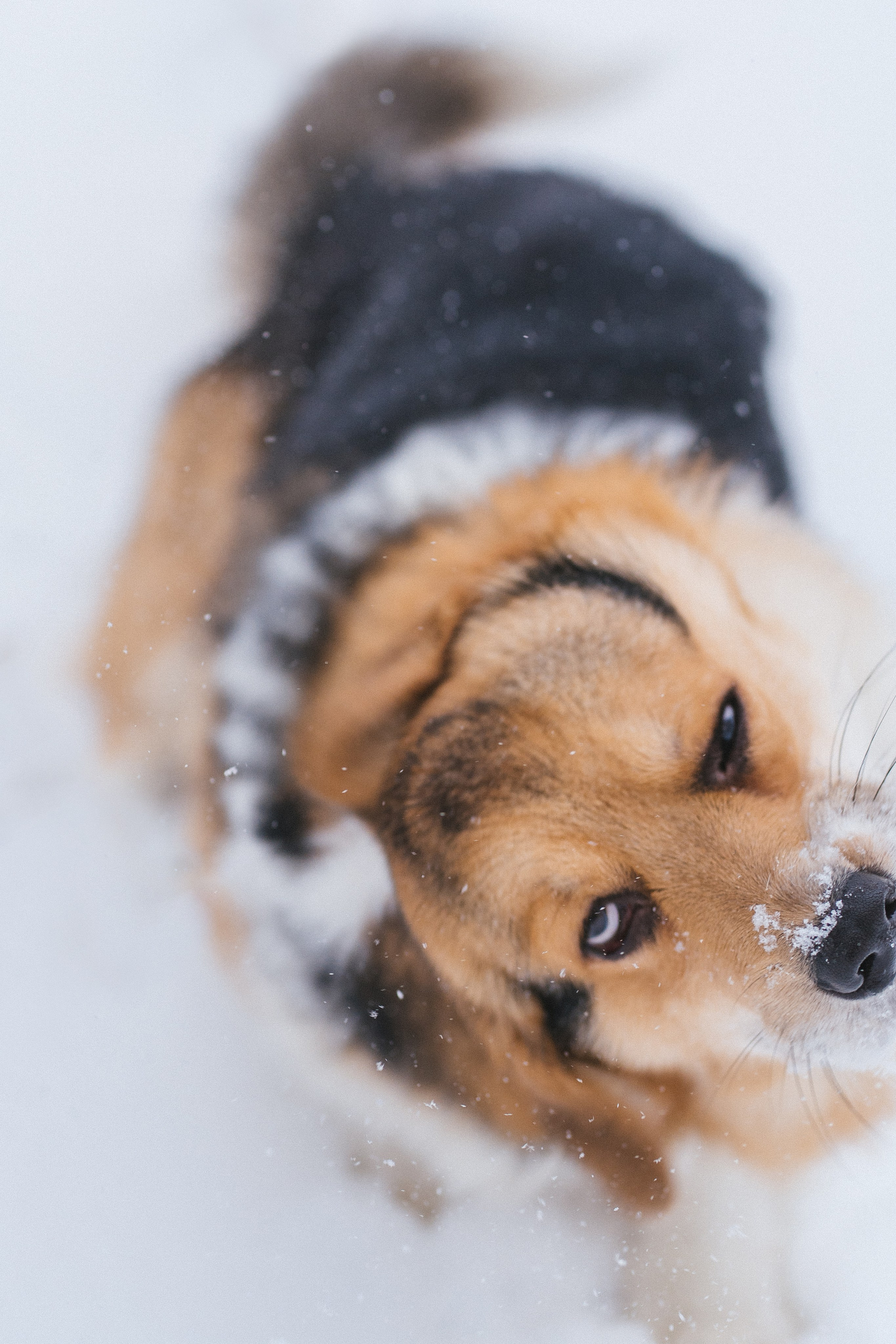 Каспер и Полина. Свадебный фотограф в Москве Анна Полушина