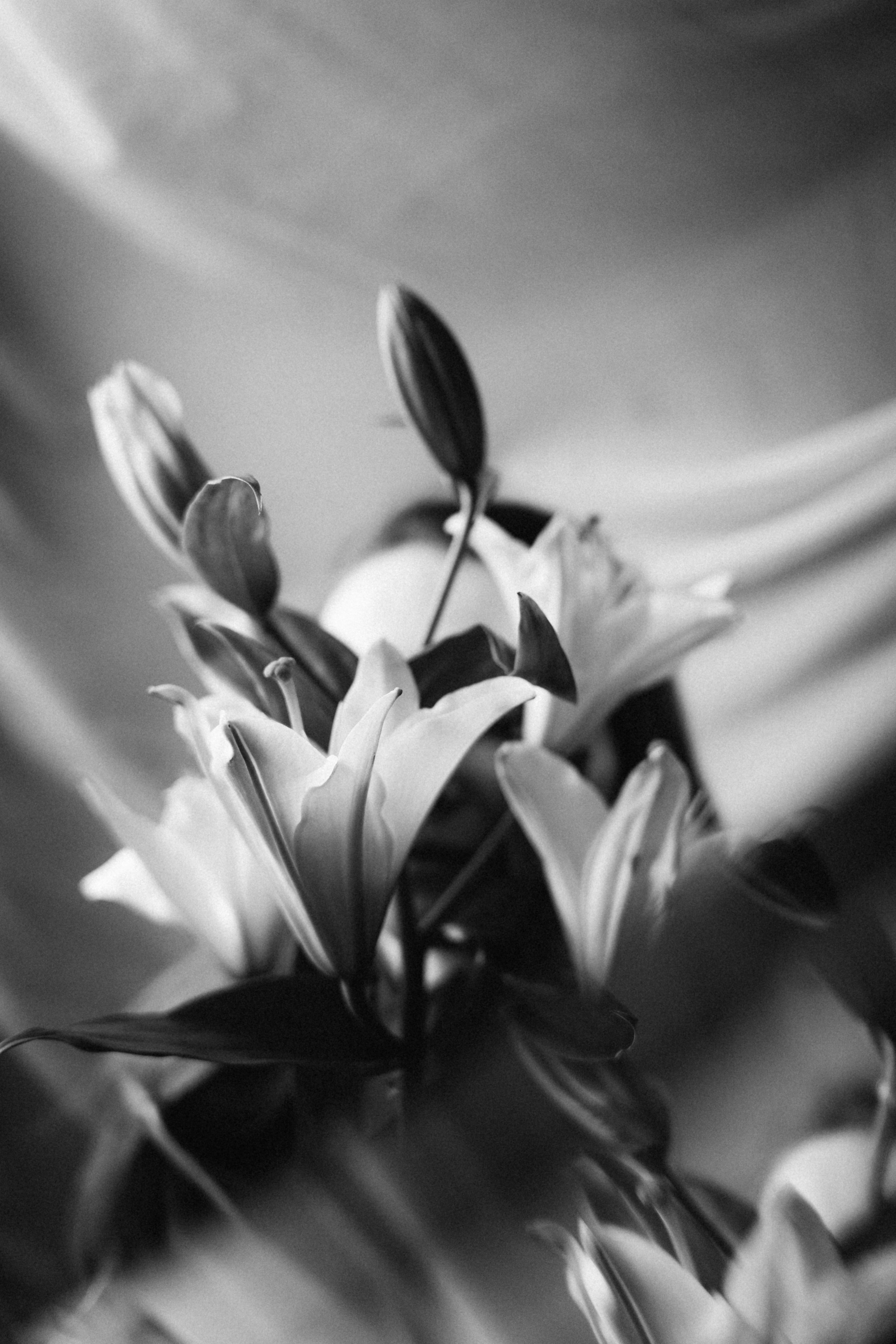 Лилии. Фотограф Москва