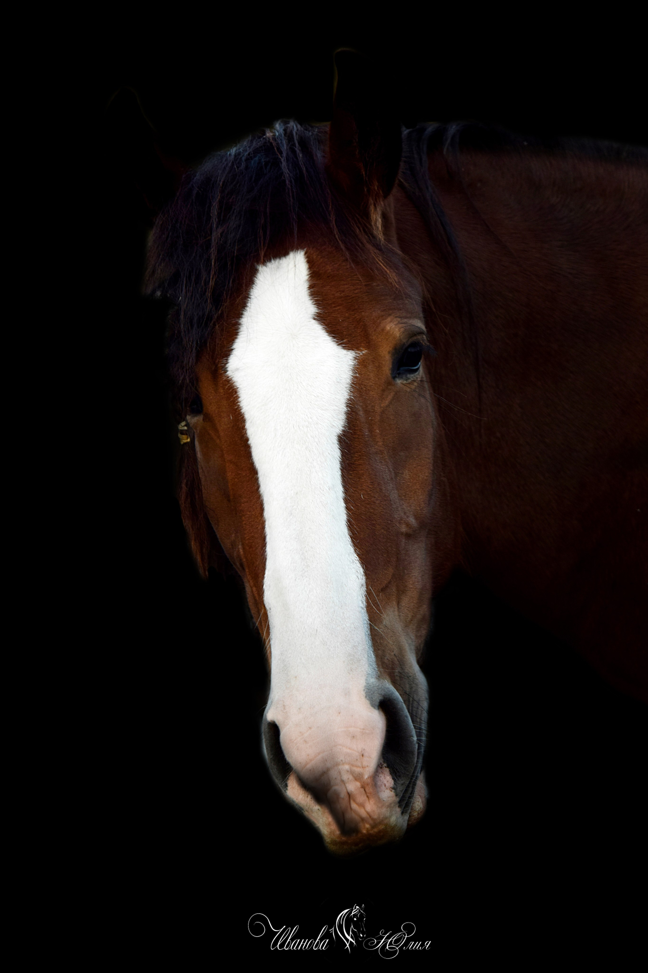 Лошади. Конный фотограф в Саратове Юлия Иванова