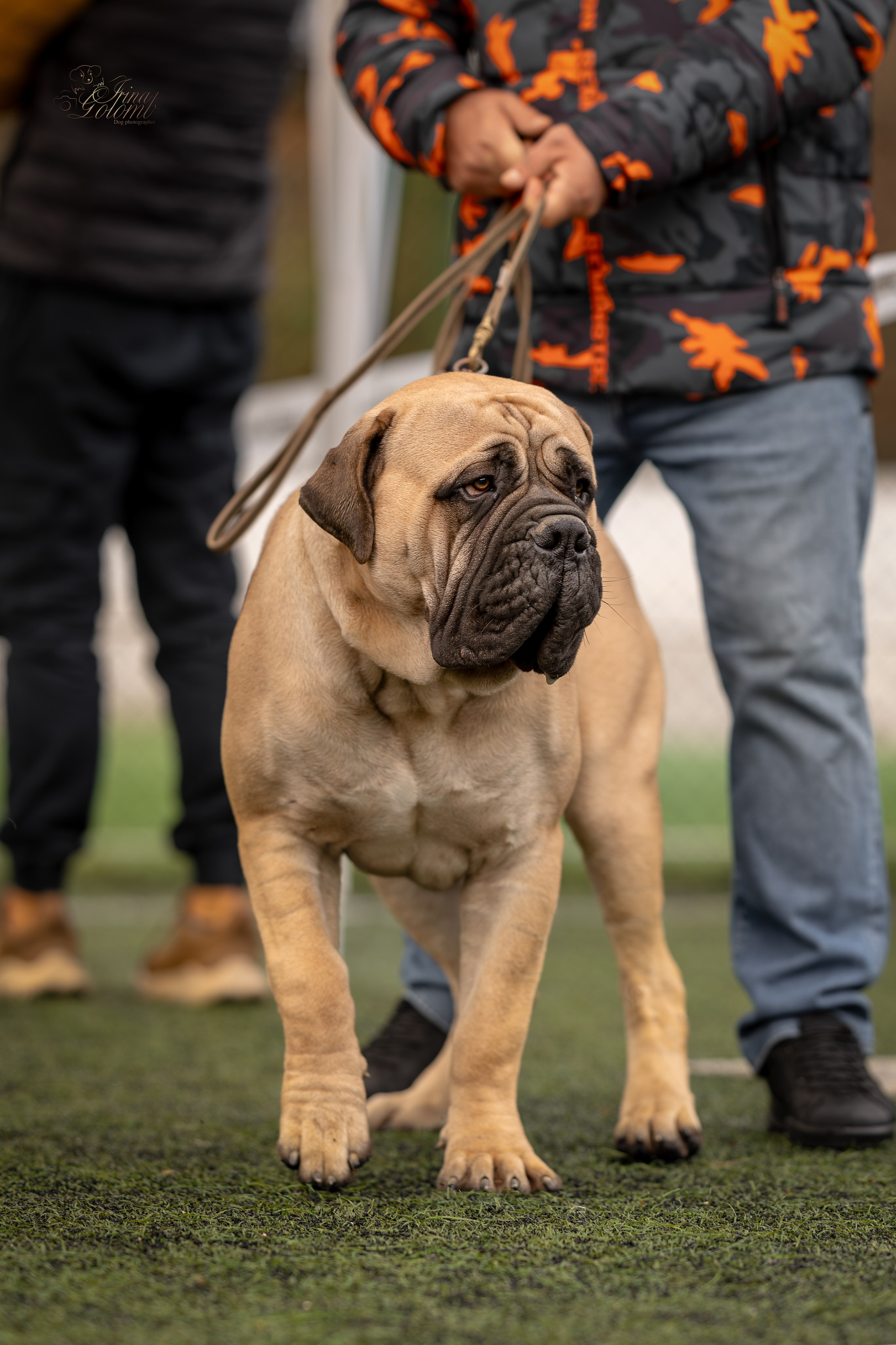 Выставка 17.12.23. Ирина Голомб|Фотограф-анималист в  Сочи и Калининграде