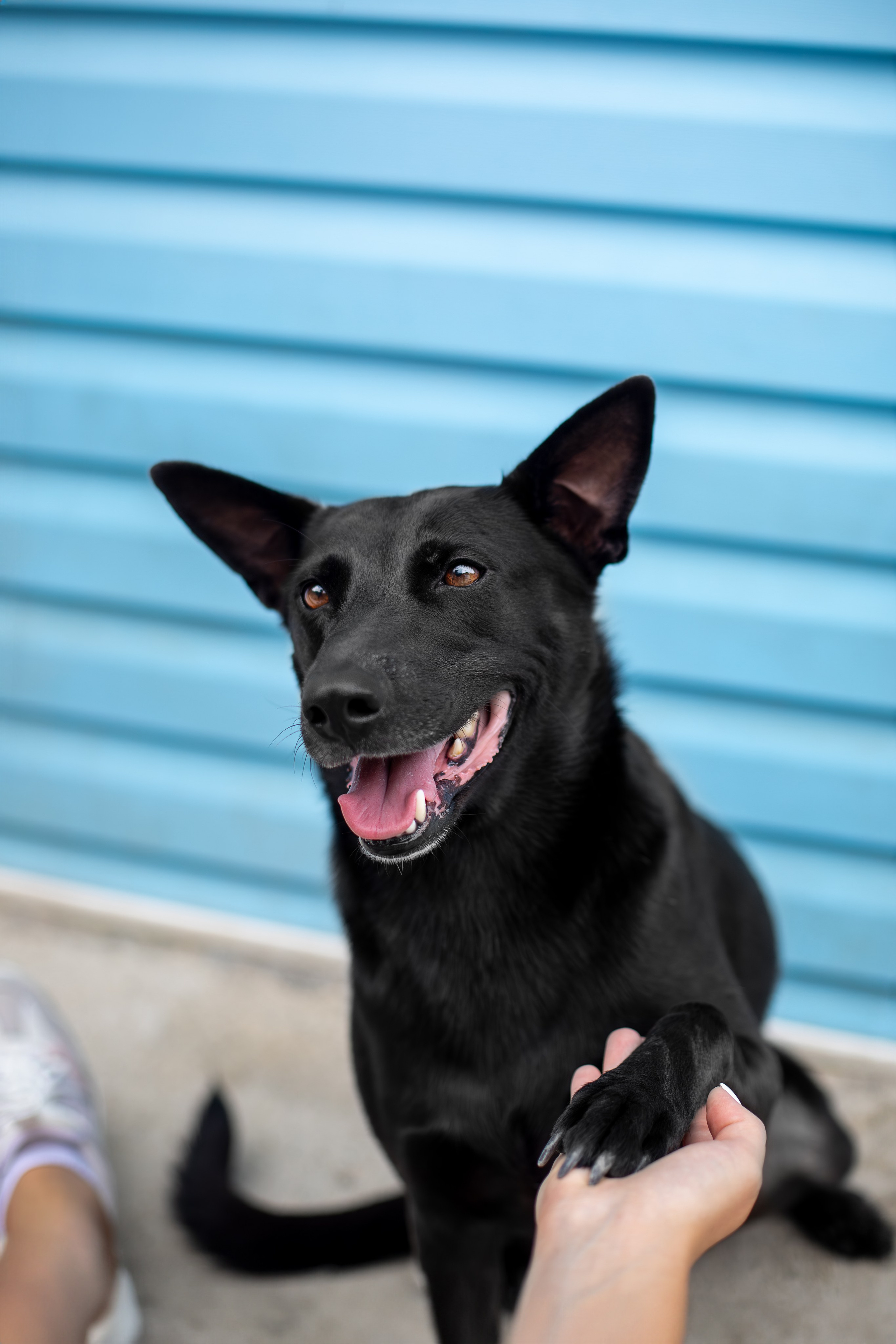 Мини-приют «Возрождение». Ирина Голомб|Фотограф-анималист в  Сочи и Калининграде