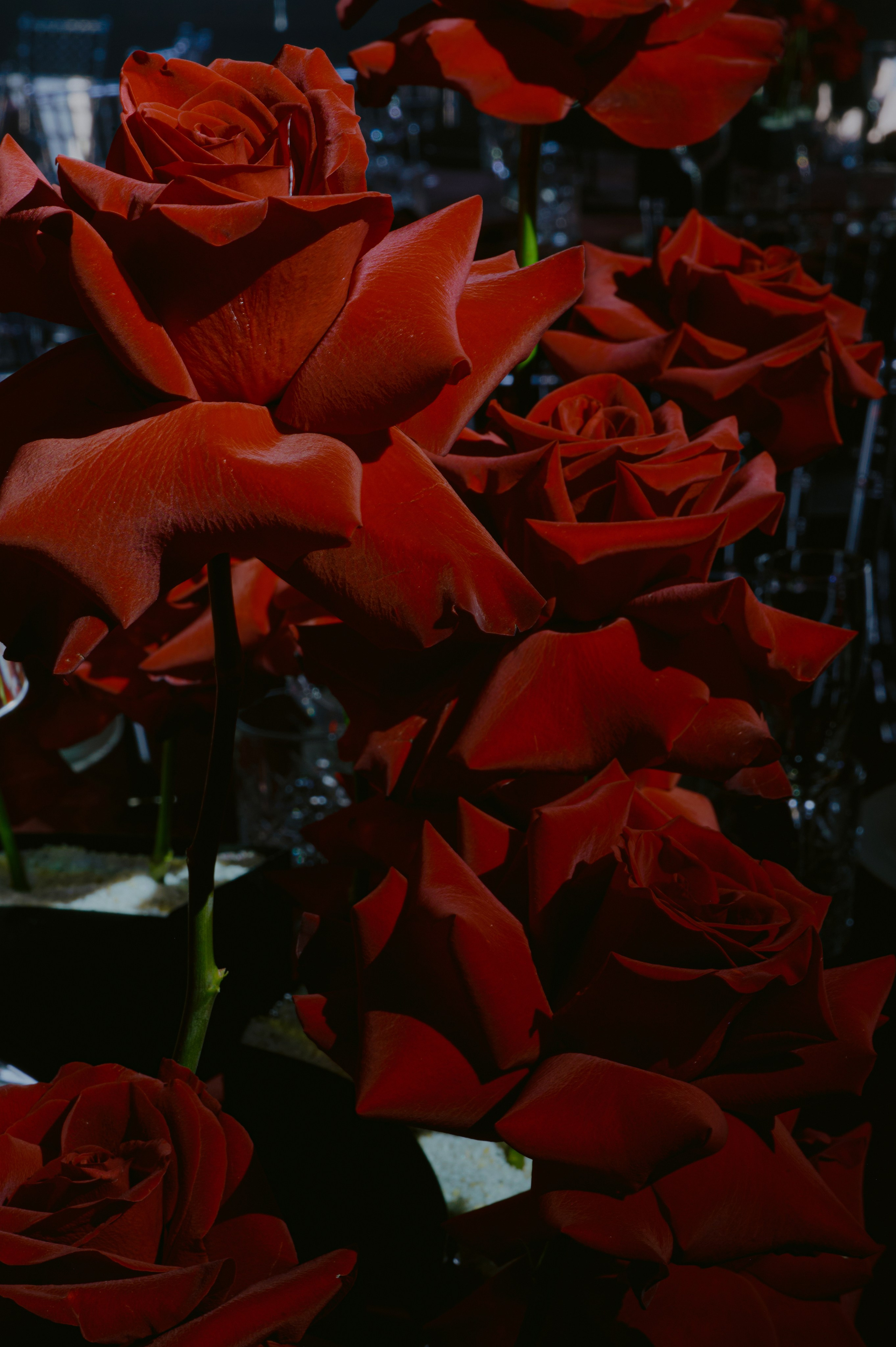 75 лет День Рождения. Свадебный фотограф в Ростовe-на-Дону Анастасия Прутова