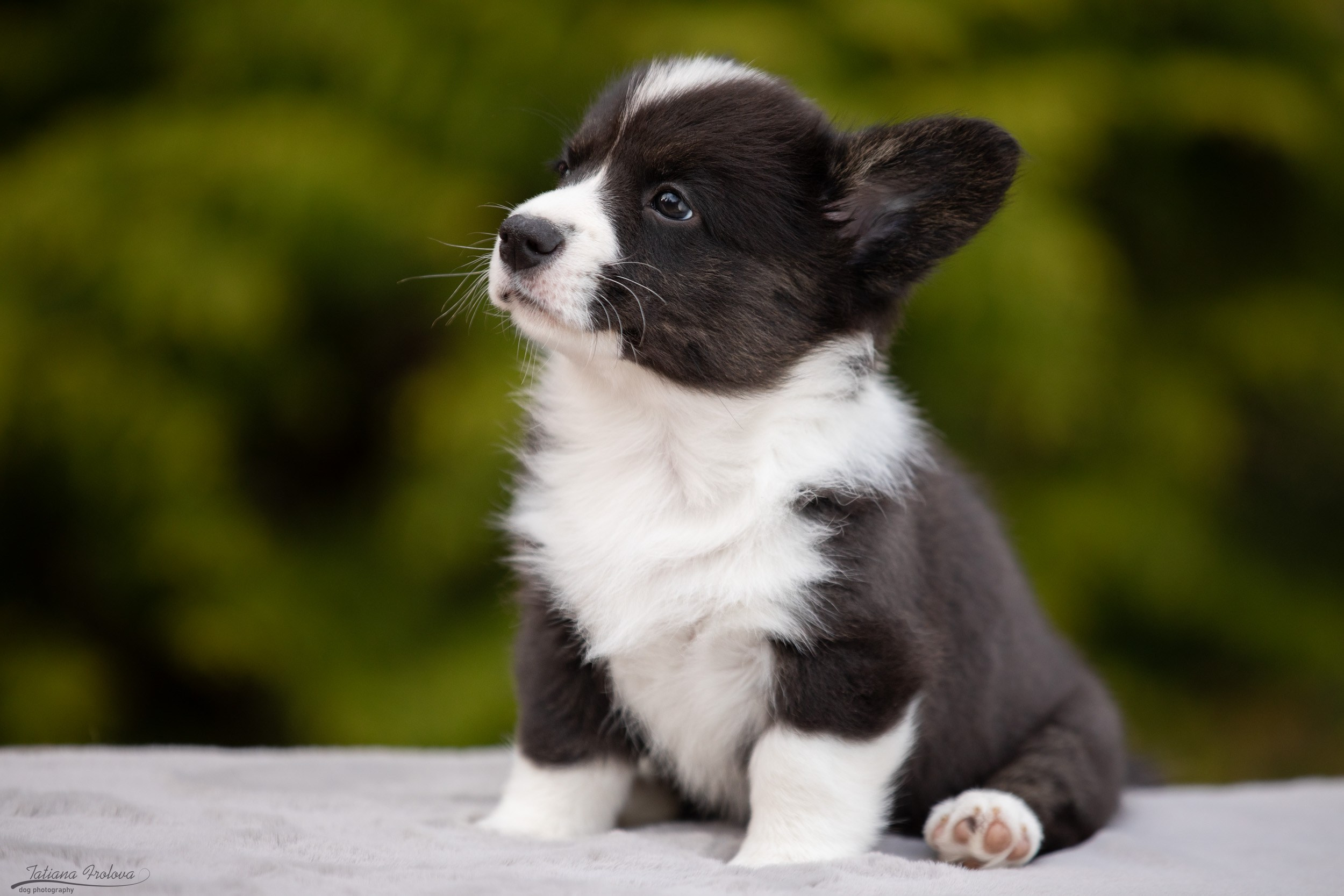 Съемка помета щенков для продажи на улице. Фотограф-анималист в Москве и Московской области Татьяна Фролова
