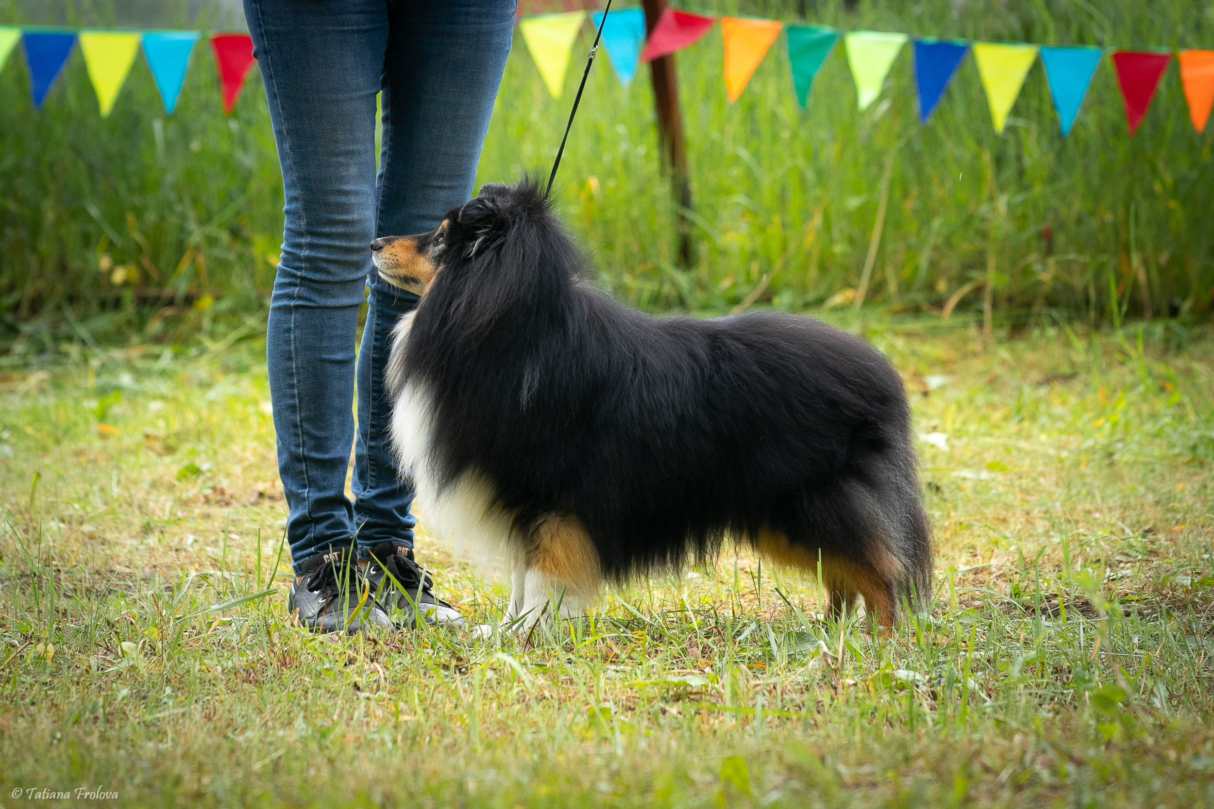 Фотосопровождение выставки собак в Московской области и Москве. Фотограф-анималист в Москве и Московской области Татьяна Фролова