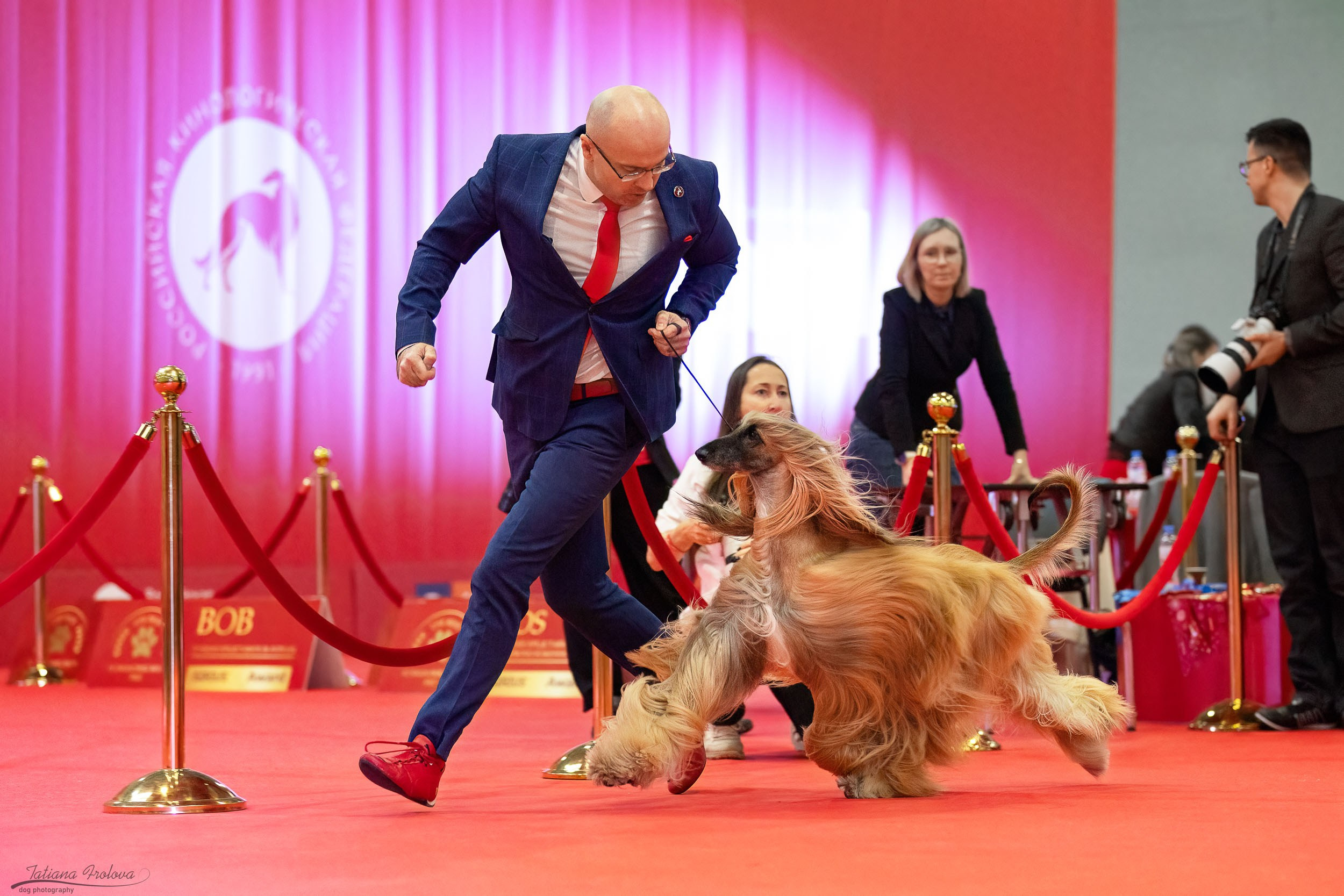 Фото с выставки РКФ. Фотограф-анималист в Москве и Московской области Татьяна Фролова