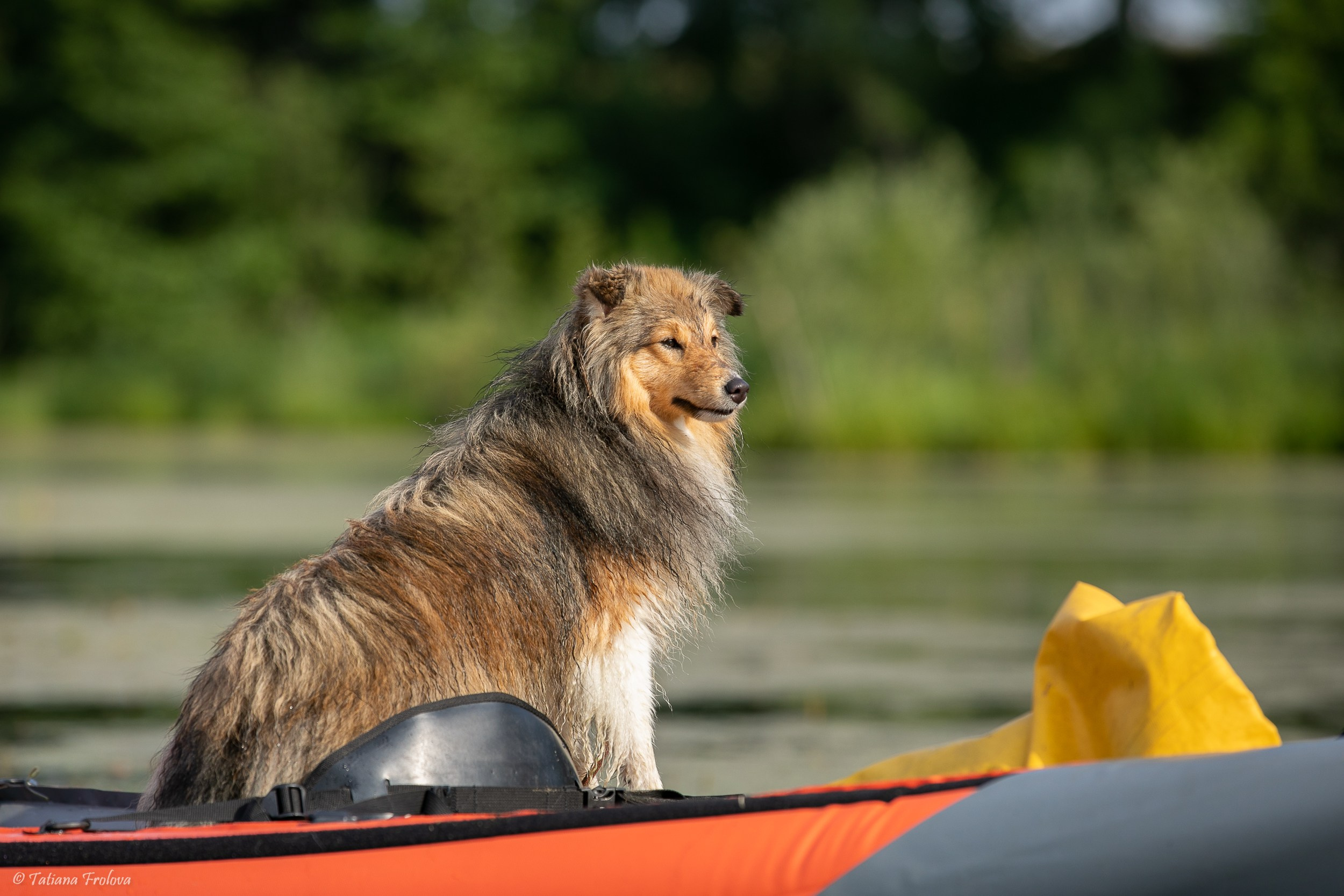Фотоочет о сплаве на байдарках вместе с собаками. Фотограф-анималист в Москве и Московской области Татьяна Фролова