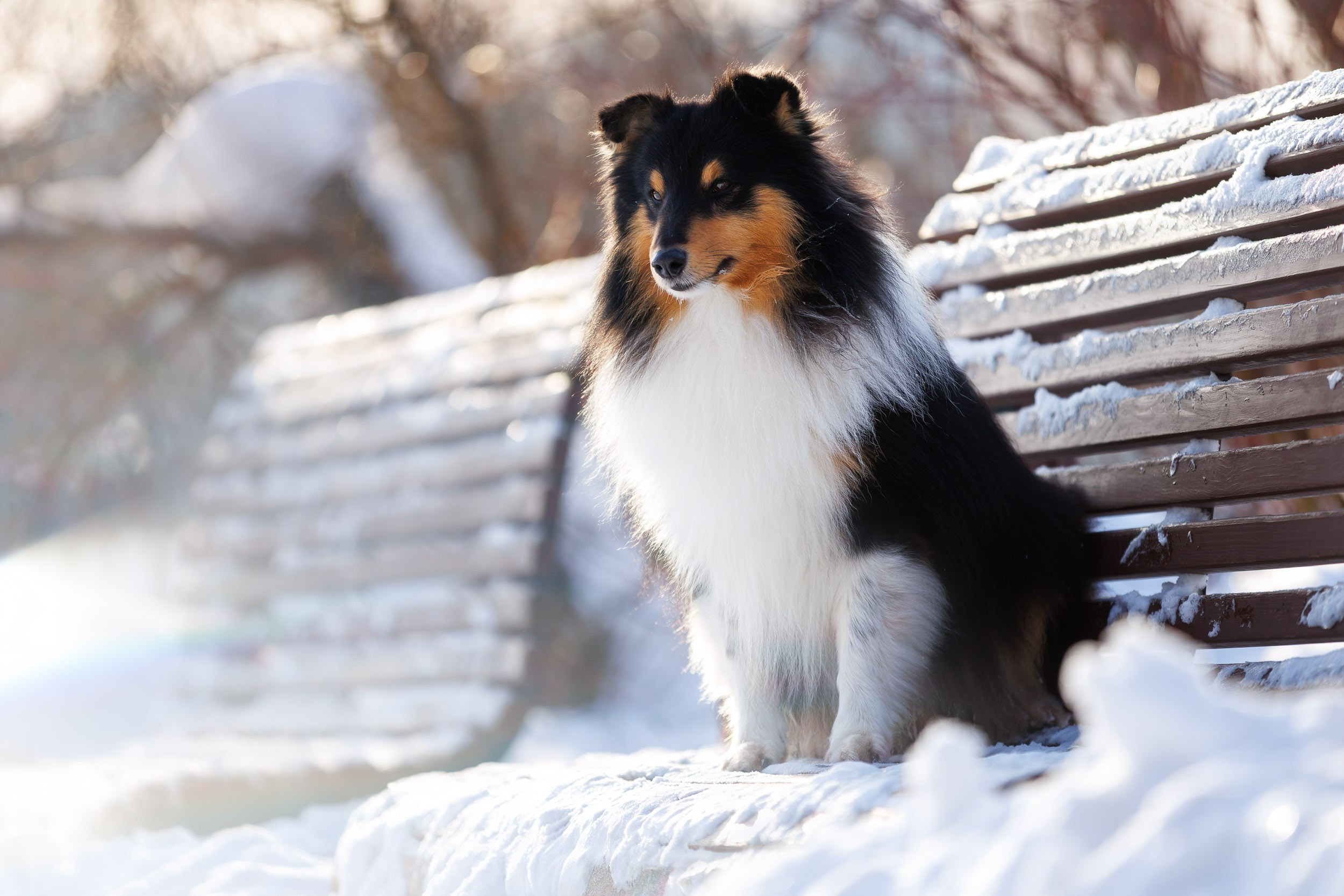 Марик и Дэн. Фотограф-анималист в Москве и Московской области Татьяна Фролова