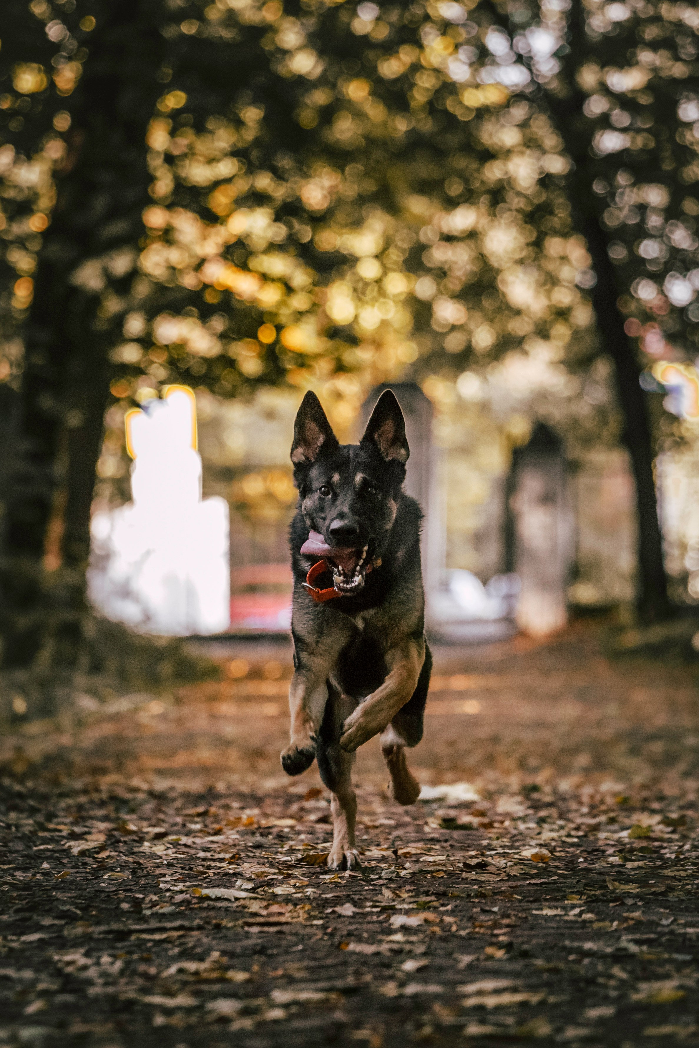 Илай. Фотограф-анималист Татьяна Степанова