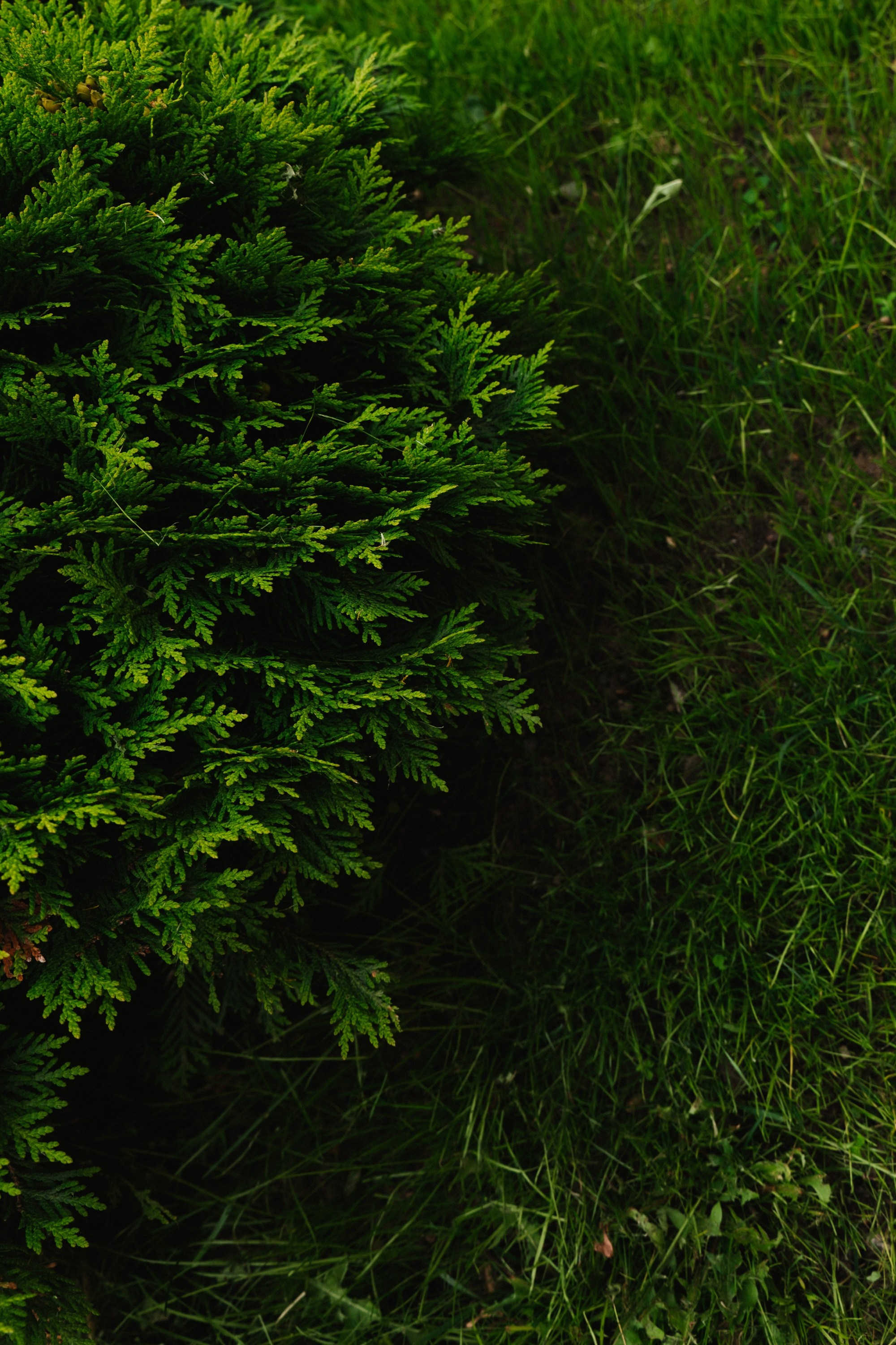 Никита и Лиза. Свадебный фотограф в Москве Евгений Рыжов