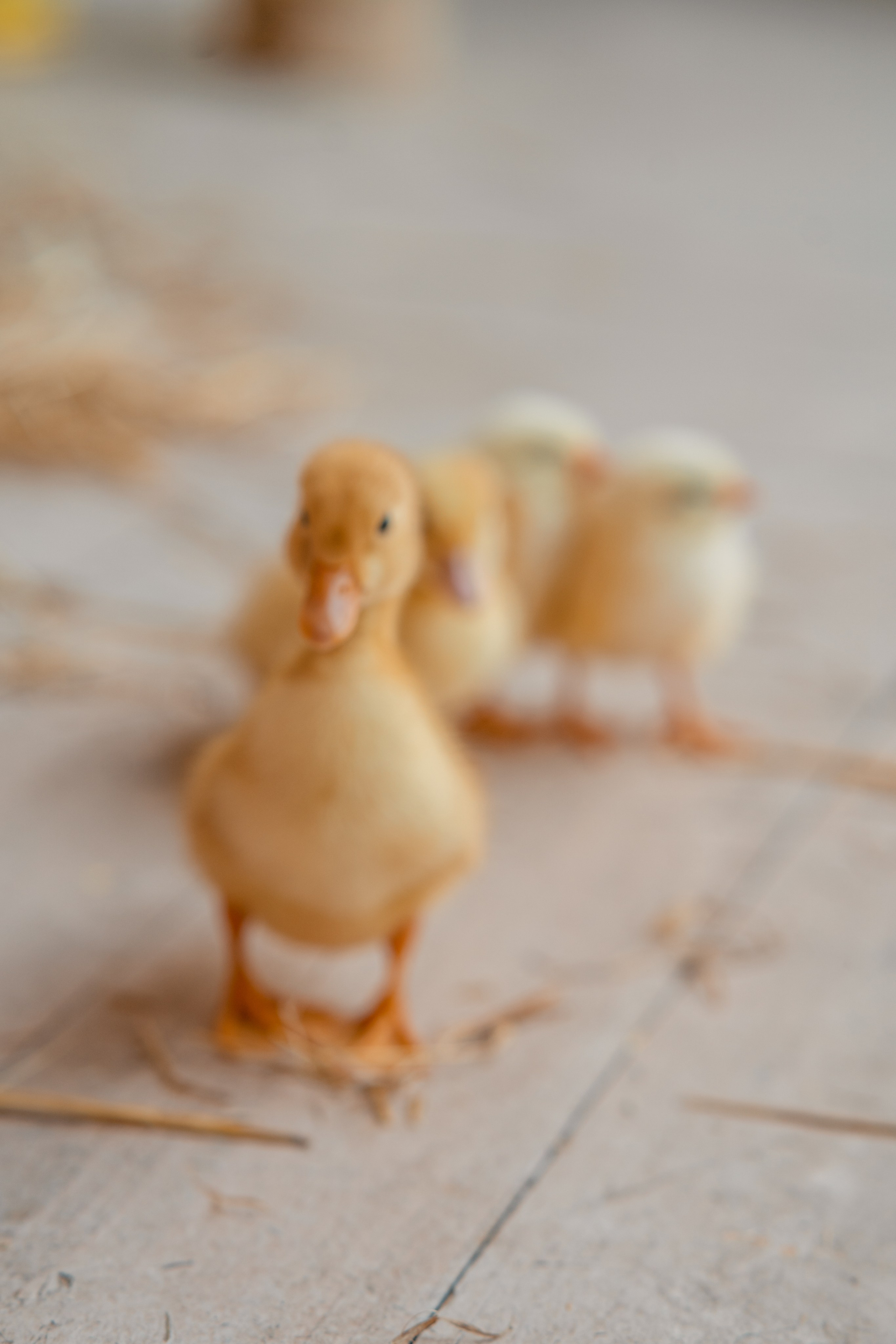 Студия. Фотограф Мария Зайчик