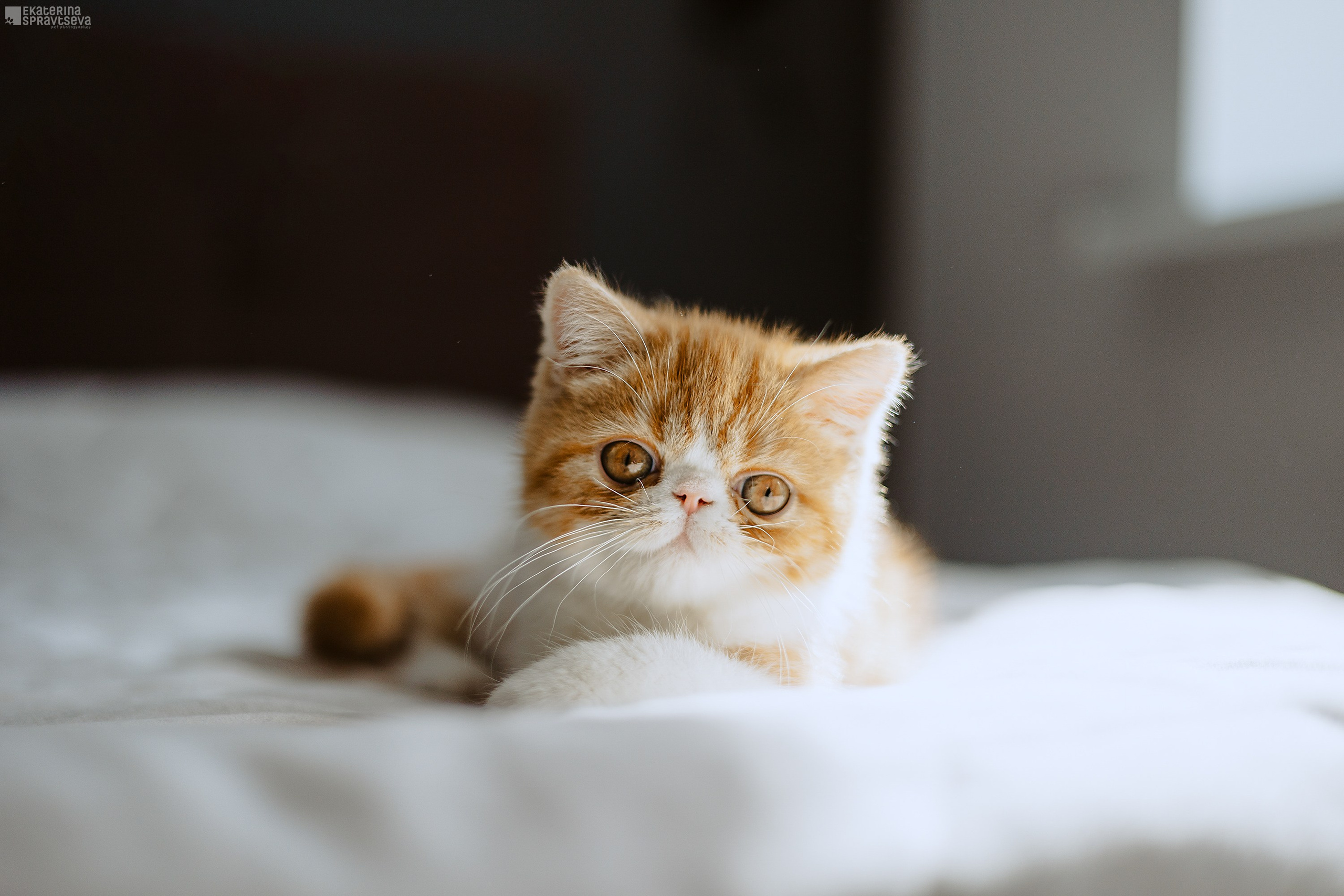 Малыш Уникум, Лиза и Миша. Фотограф Анималист Екатерина Справцева в Нижнем Новгороде