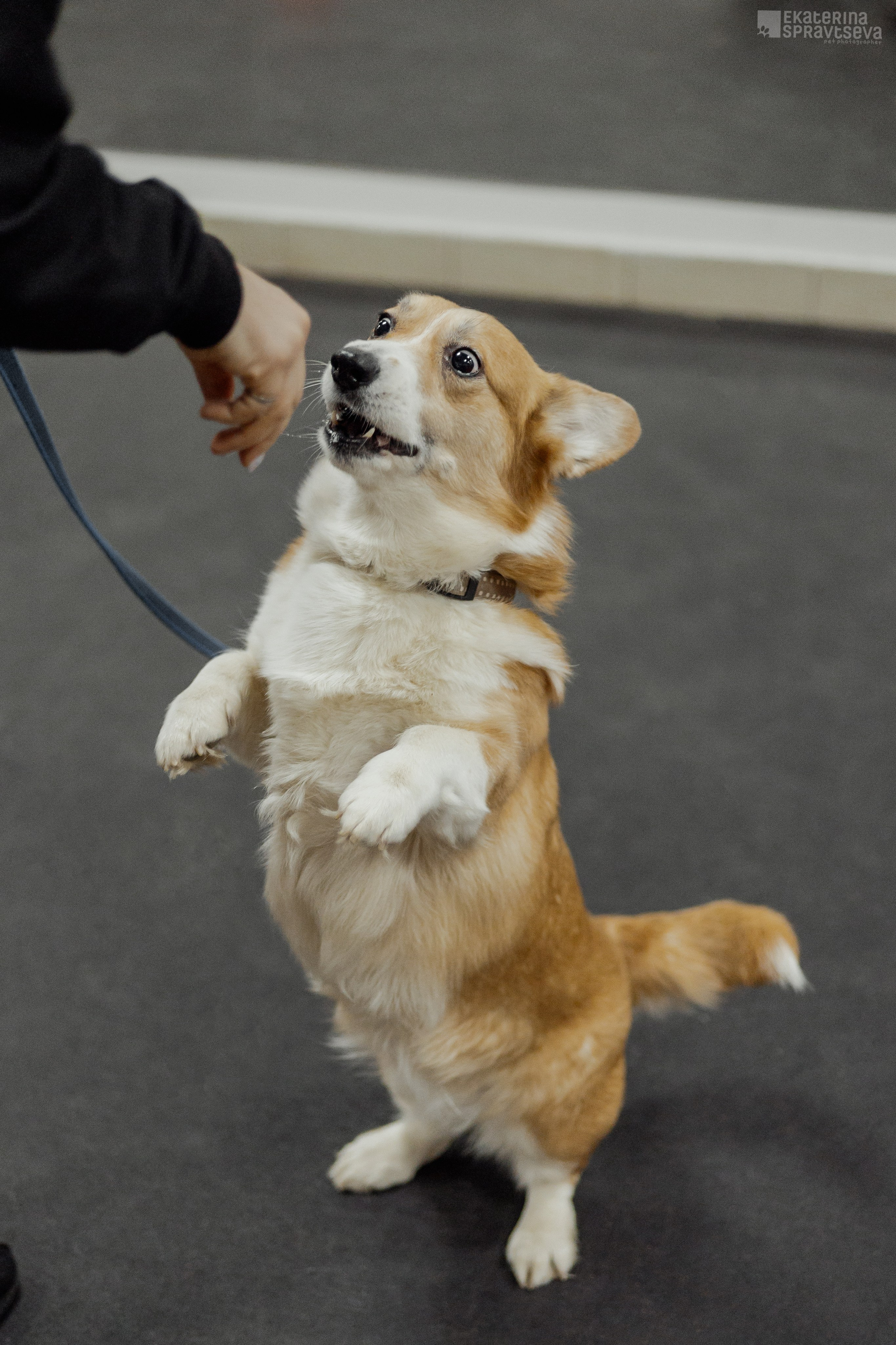 NoseWork. Фотограф Анималист Екатерина Справцева в Нижнем Новгороде