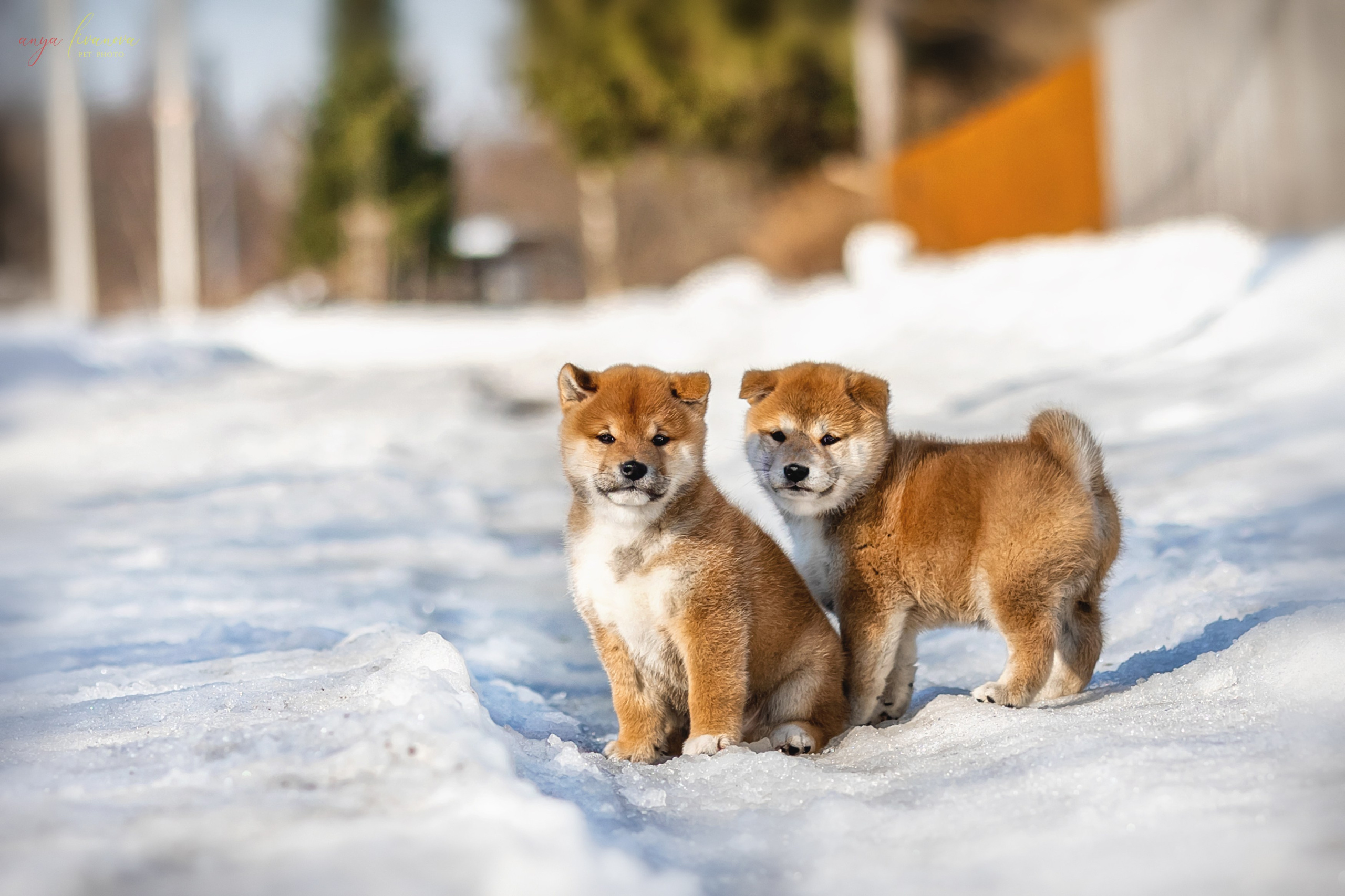 Сибы. Фотограф анималист Аня Ливанова | Рыбинск