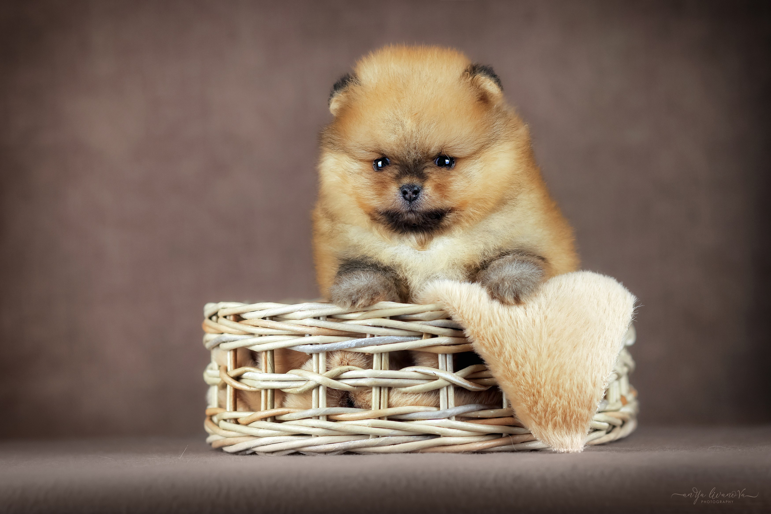 Шпицули. Фотограф анималист Аня Ливанова | Рыбинск