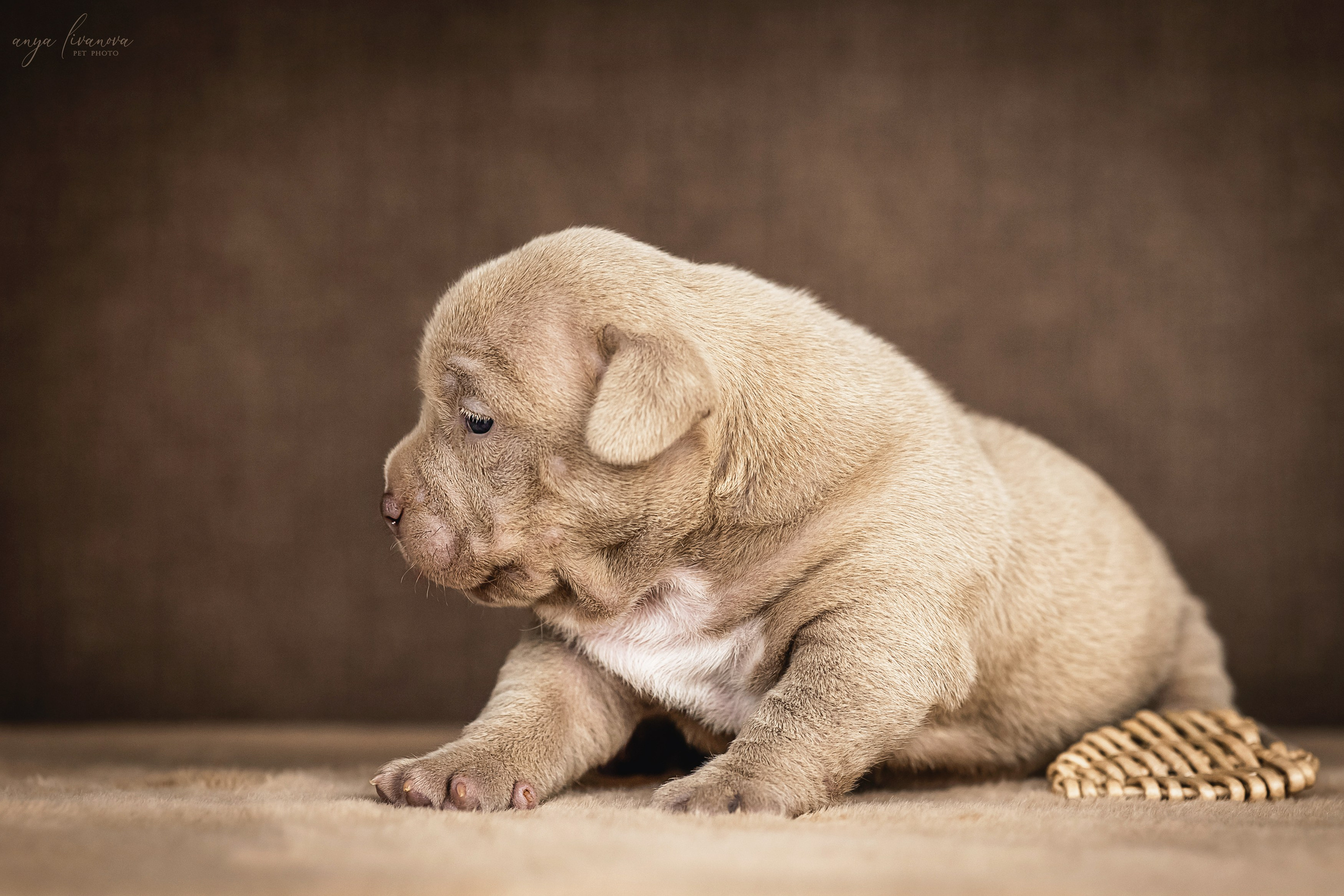 Амбулли. Фотограф анималист Аня Ливанова | Рыбинск