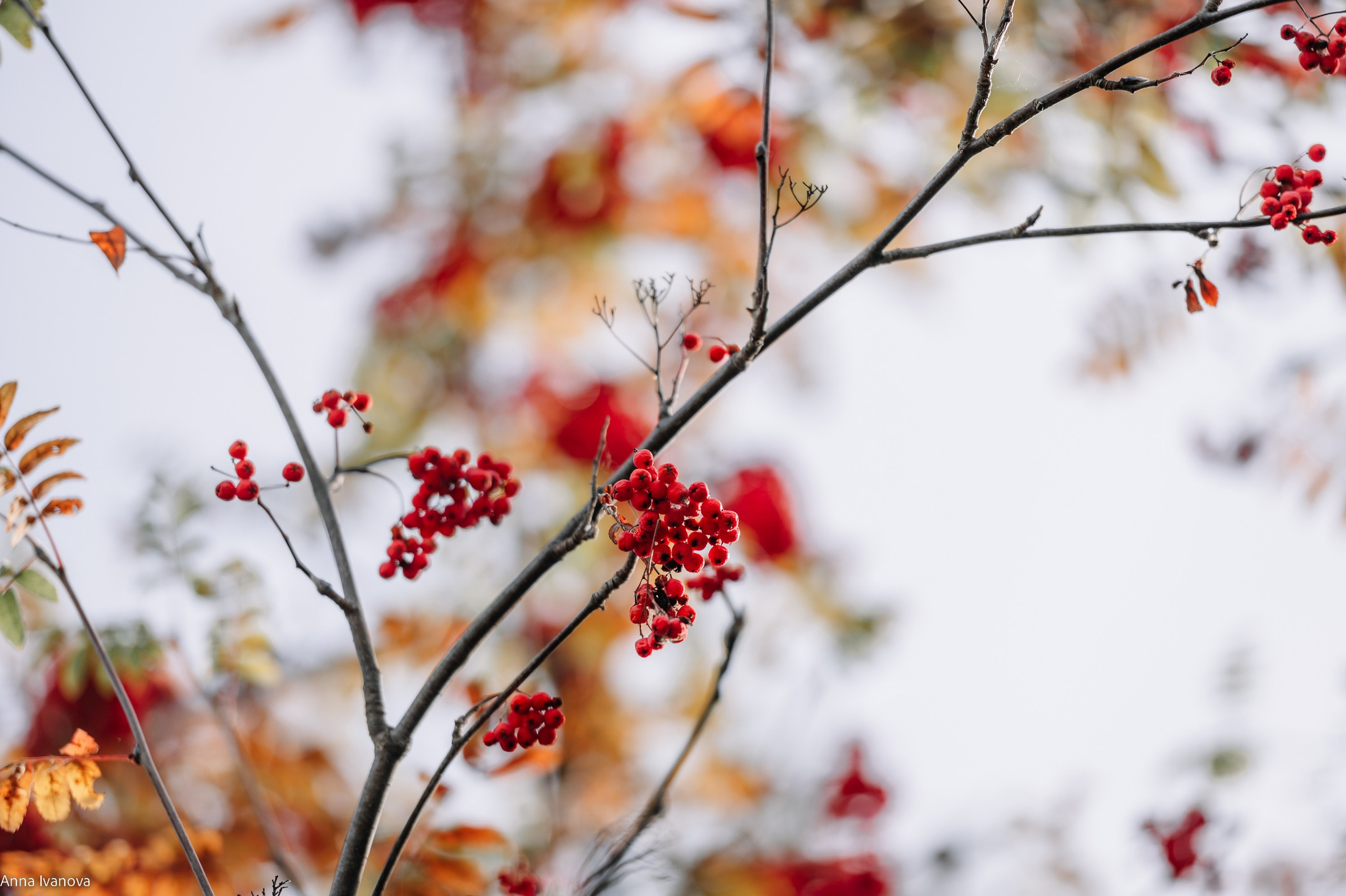 Анна Иванова Свадебный Фотограф Чебоксары