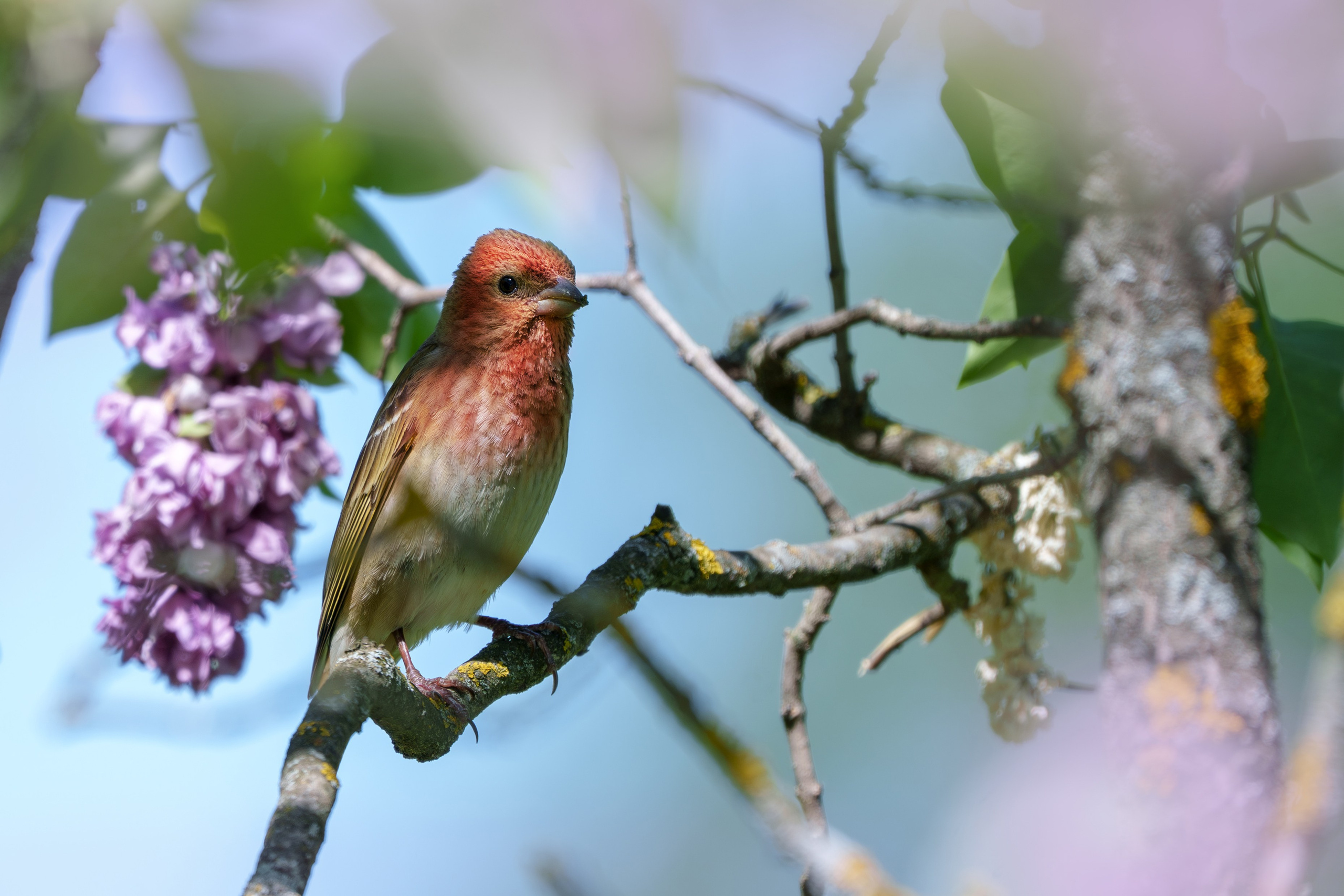 Удивительные мир птиц. Вокруг нас столько прекрасного — присмотритесь!. Ваш личный фотограф Марина Волкова