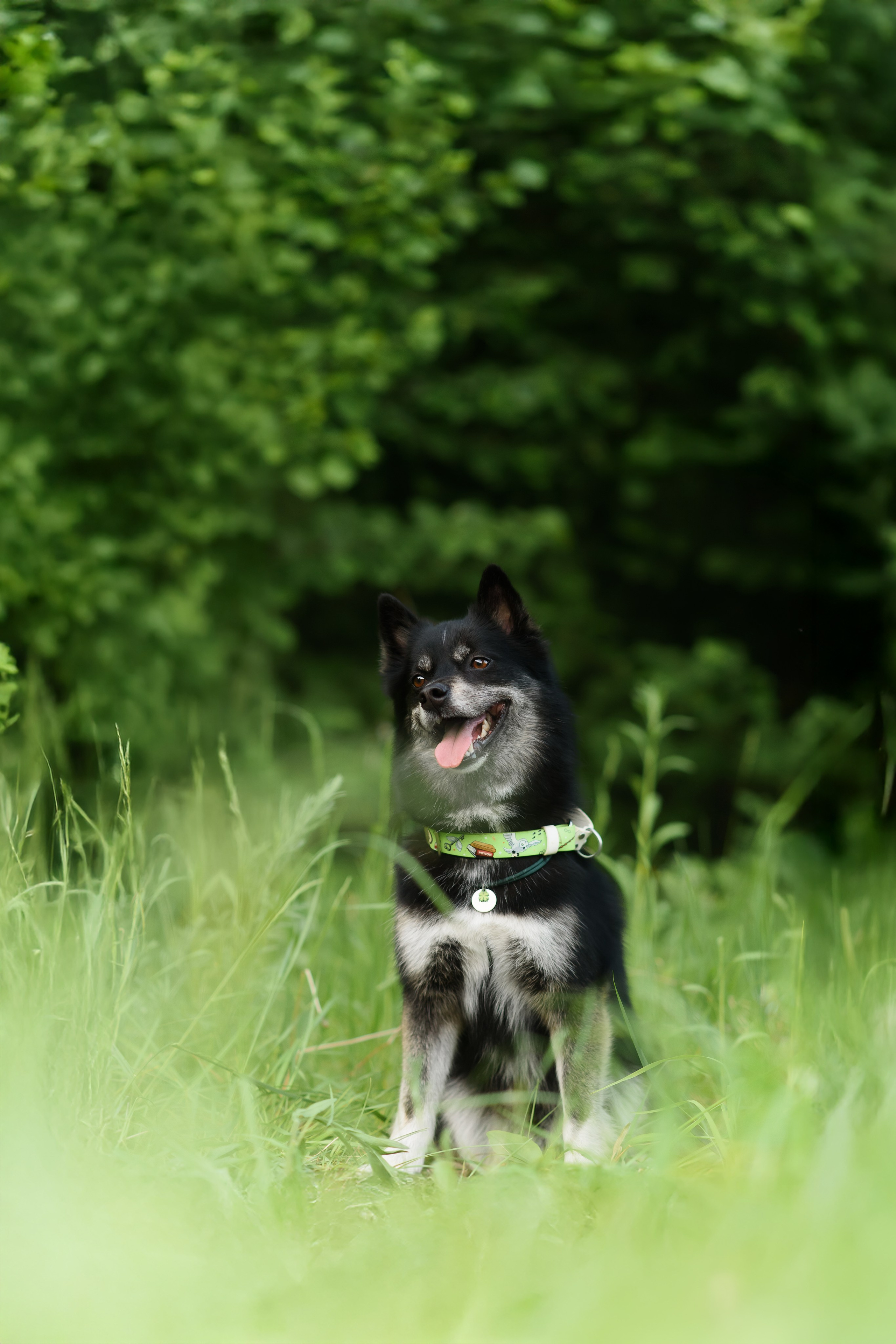 Максим, Надя, Шелби и Рой — 31.05.2025. Фотограф — Анималист | Анна Абрамова