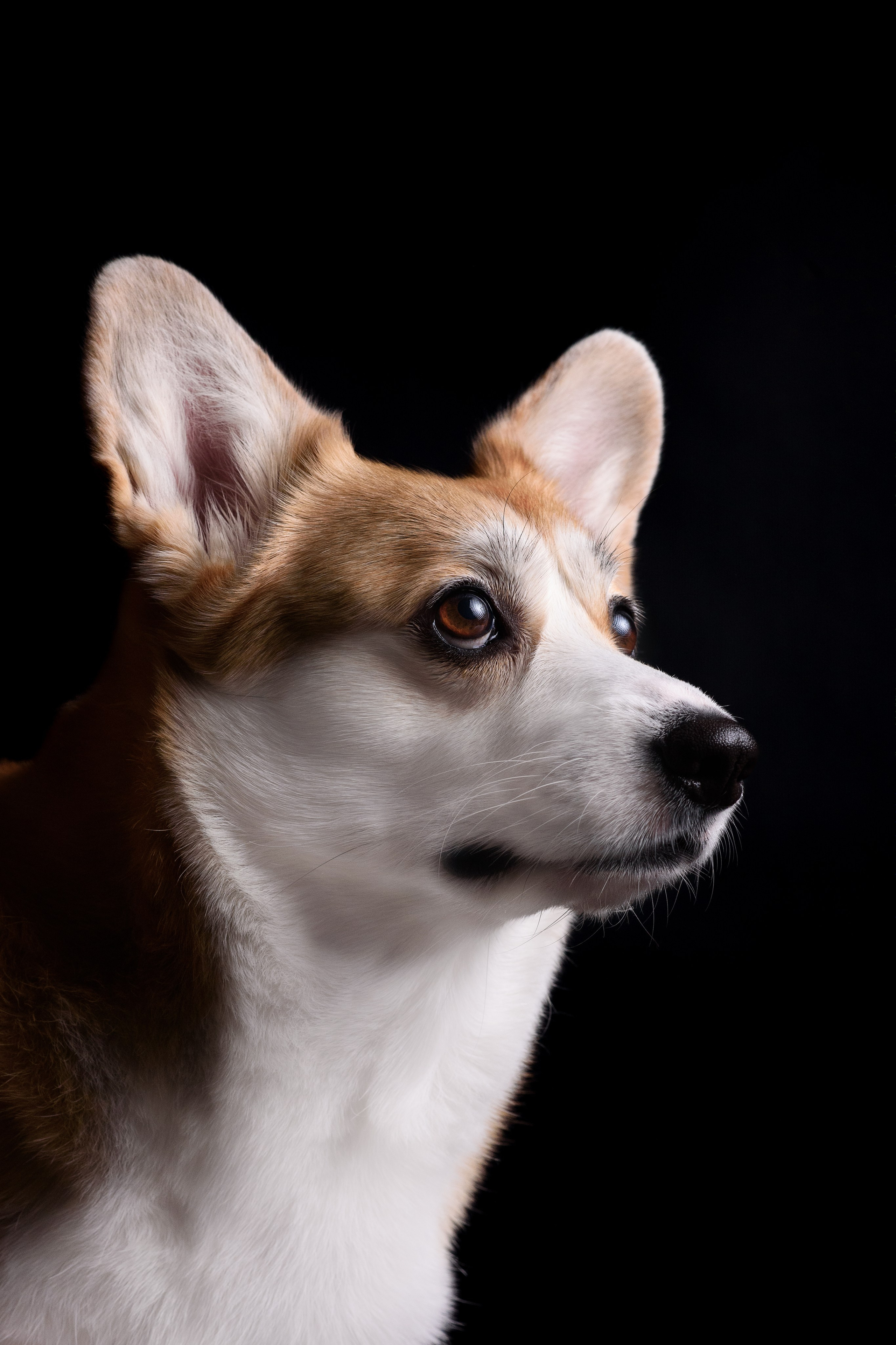 Лея на чёрном — 05.01.2024. Фотограф — Анималист | Анна Абрамова