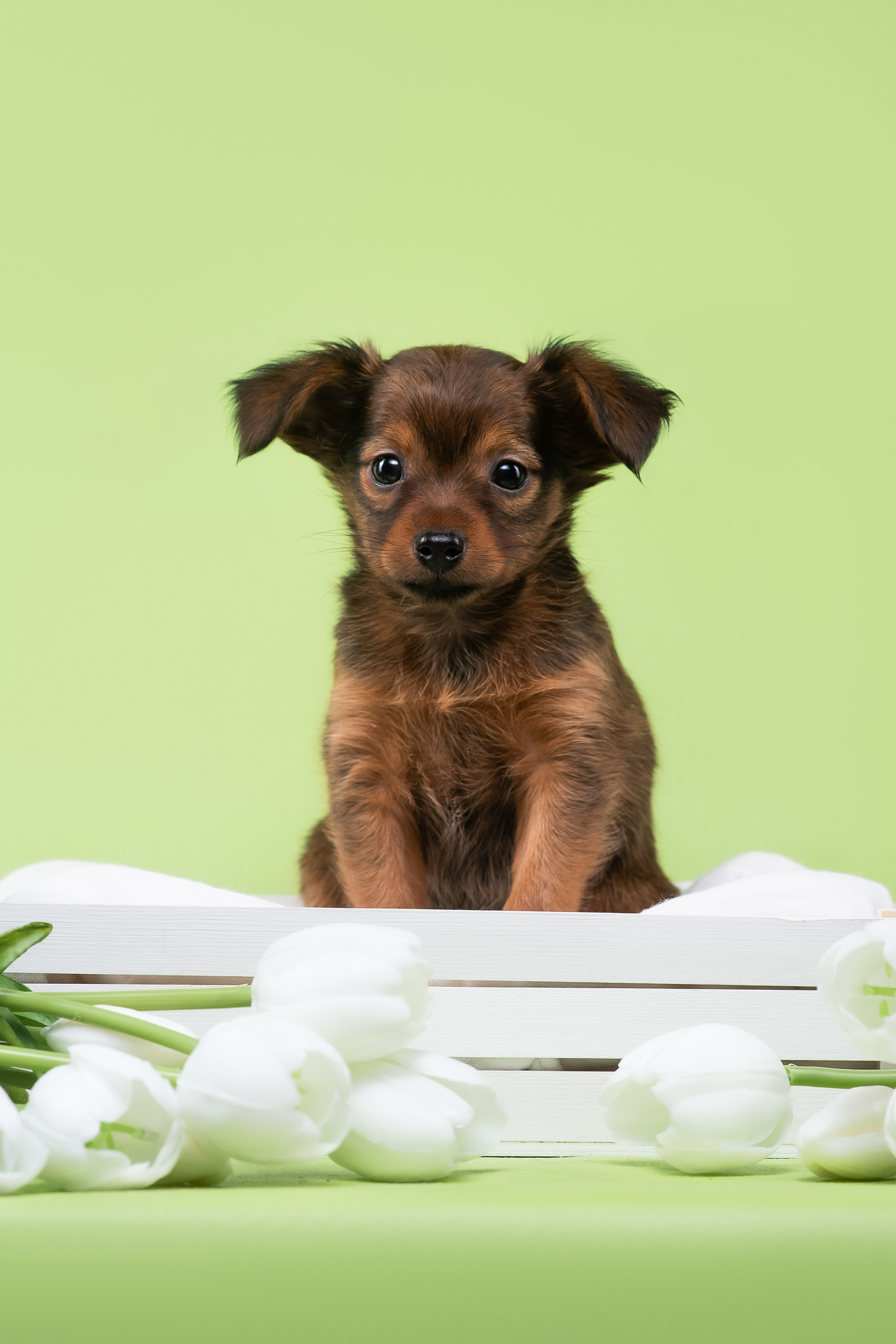 Пражские крысарики — 02.04.2025. Фотограф — Анималист | Анна Абрамова