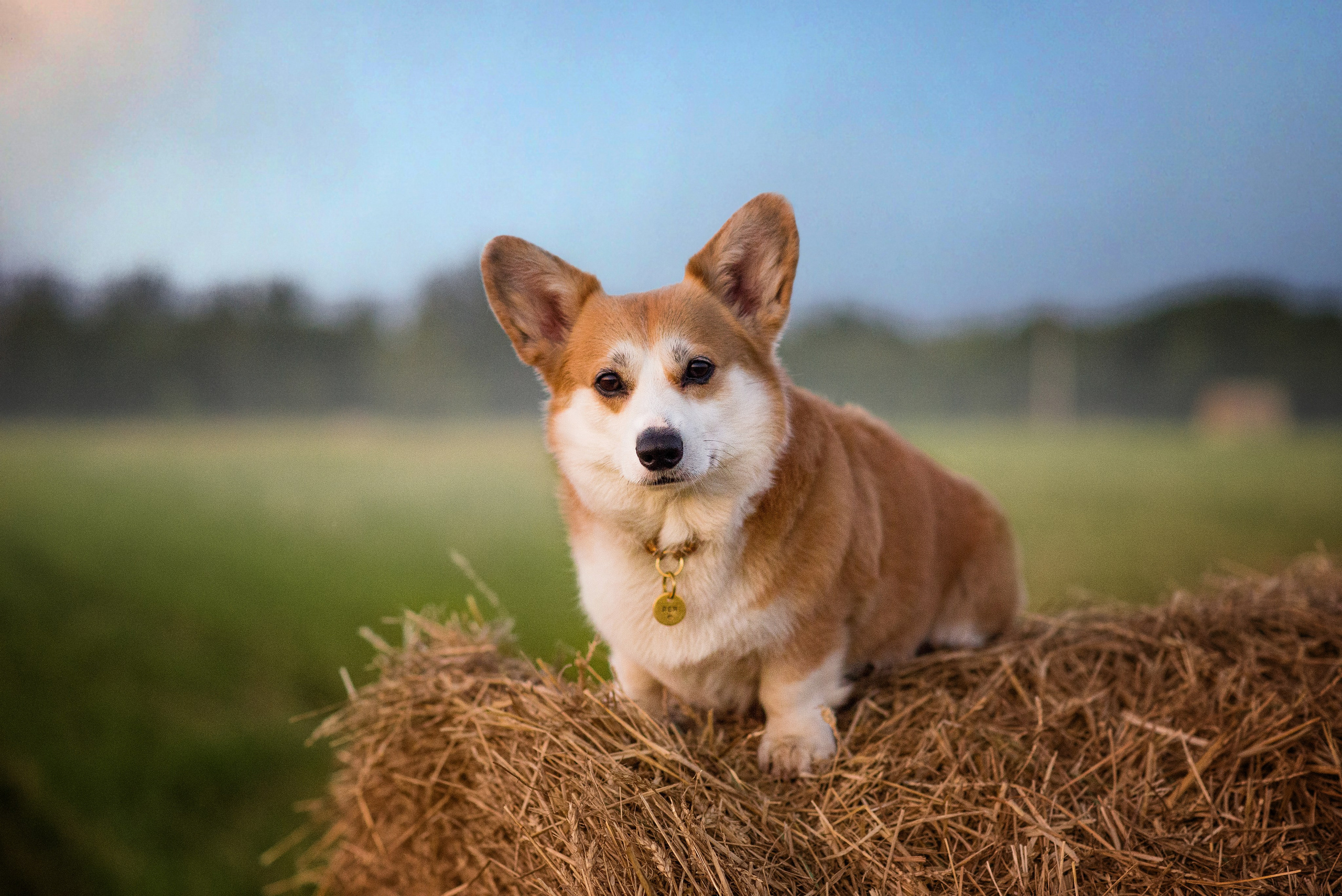 Лея и тюки — 10.08.2023. Фотограф — Анималист | Анна Абрамова