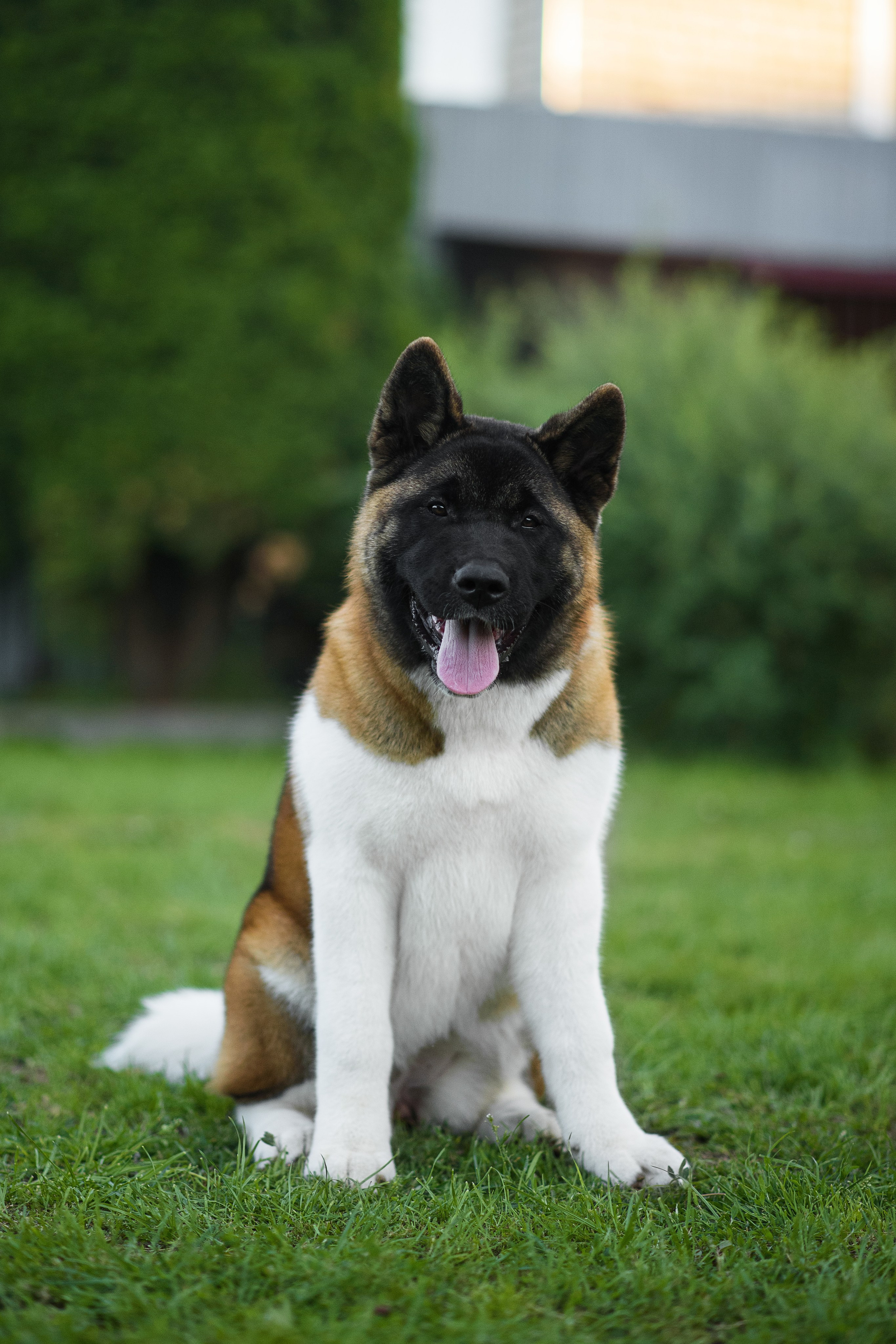 Луна — 21.06.2024. Фотограф — Анималист | Анна Абрамова