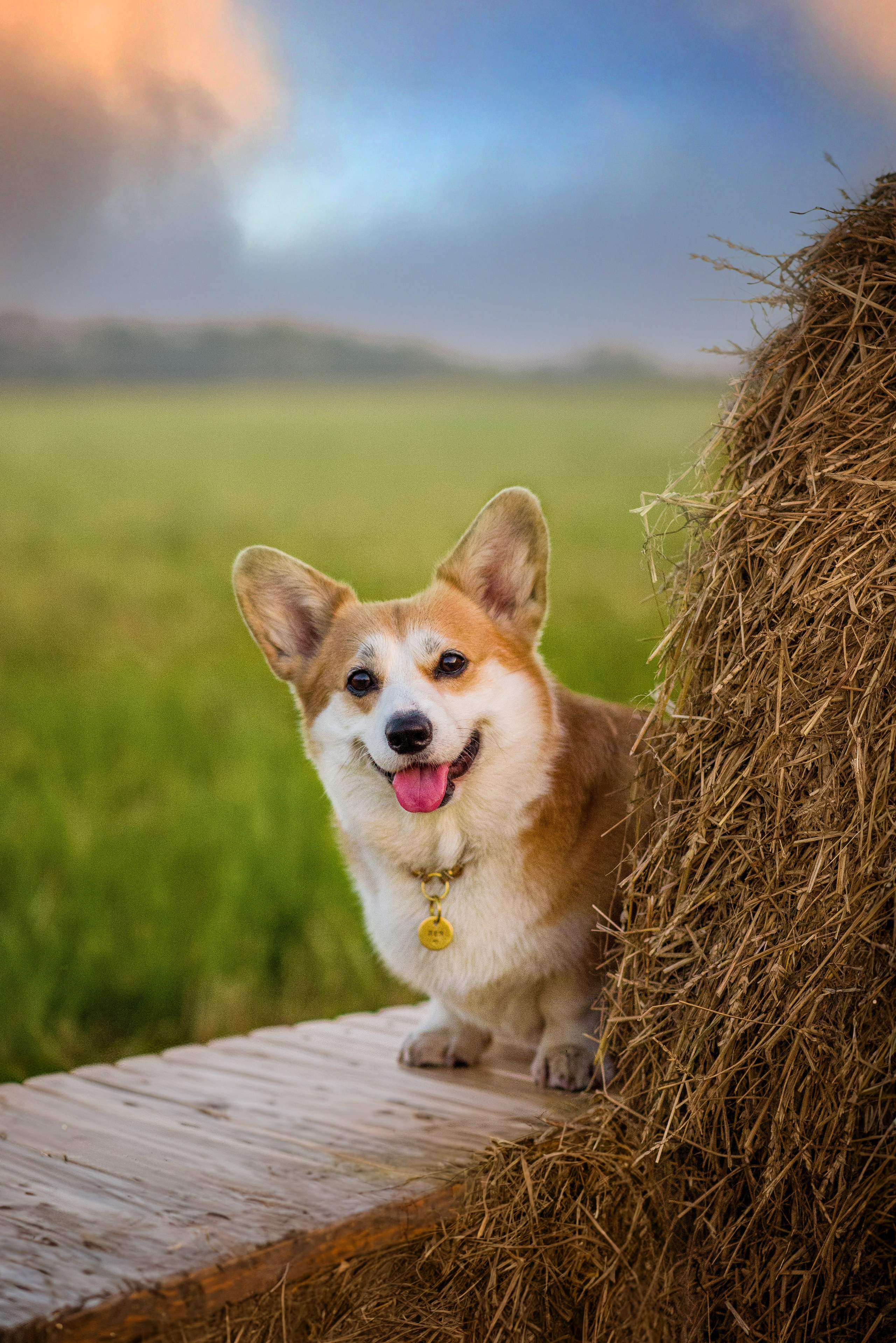 Лея и тюки — 10.08.2023. Фотограф — Анималист | Анна Абрамова