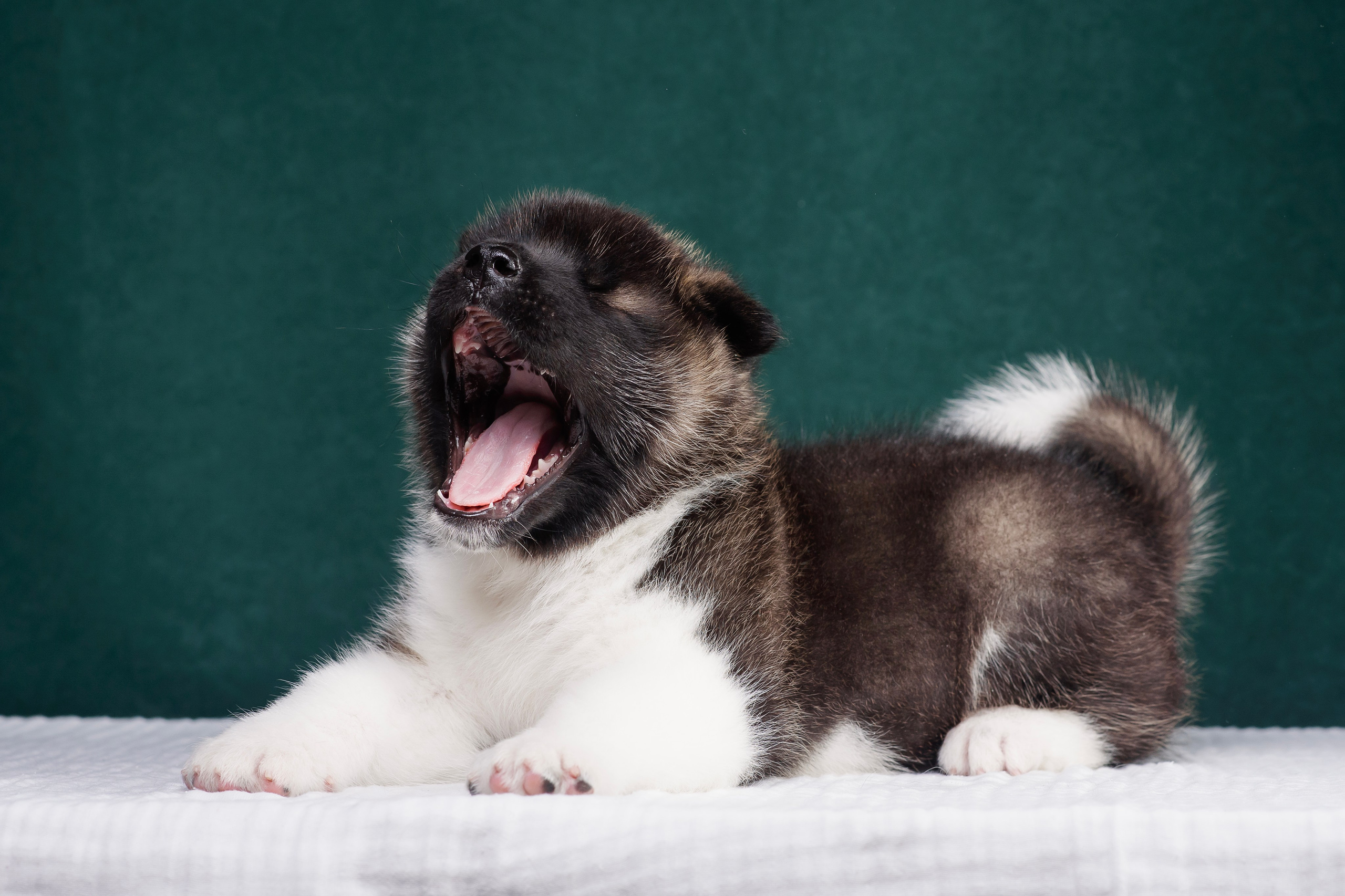 Щенки Американской Акиты. Фотограф — Анималист | Анна Абрамова
