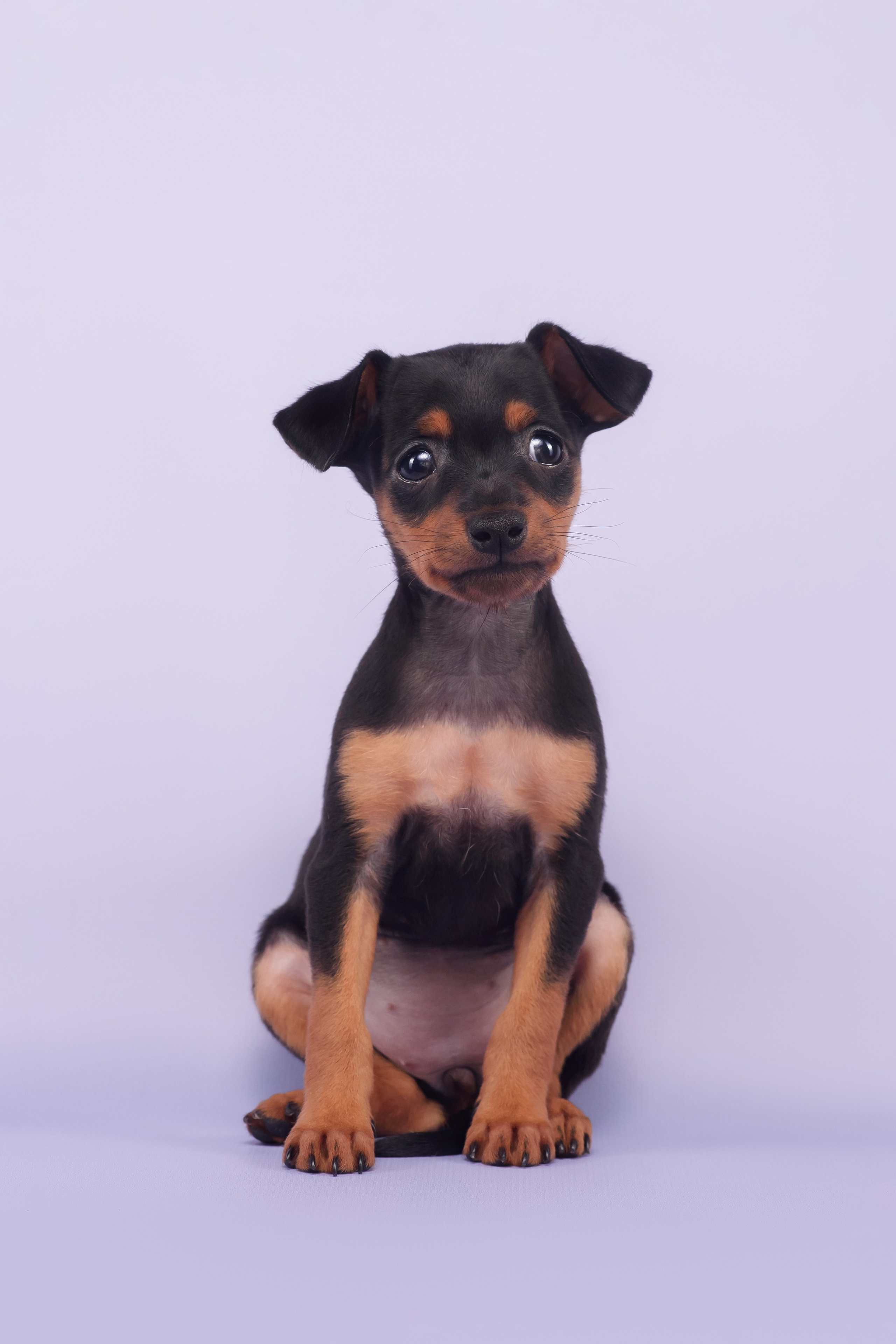 Малыши пражских крысариков — 30.07.2025. Фотограф — Анималист | Анна Абрамова