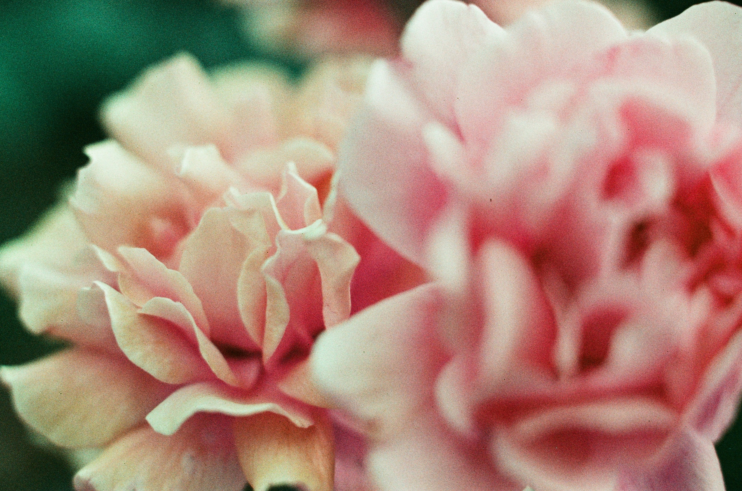 Point of no reply // ukraine, crimea IV. EVER EXPOSED