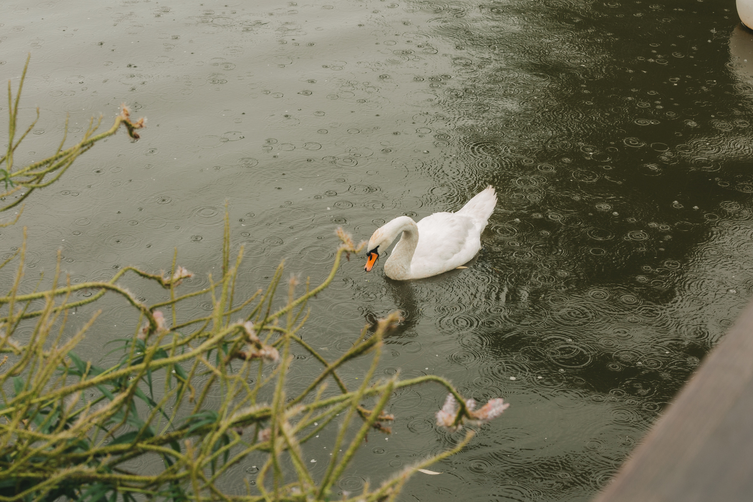 Миша и Кристина. Фотограф Харитонова Наталья