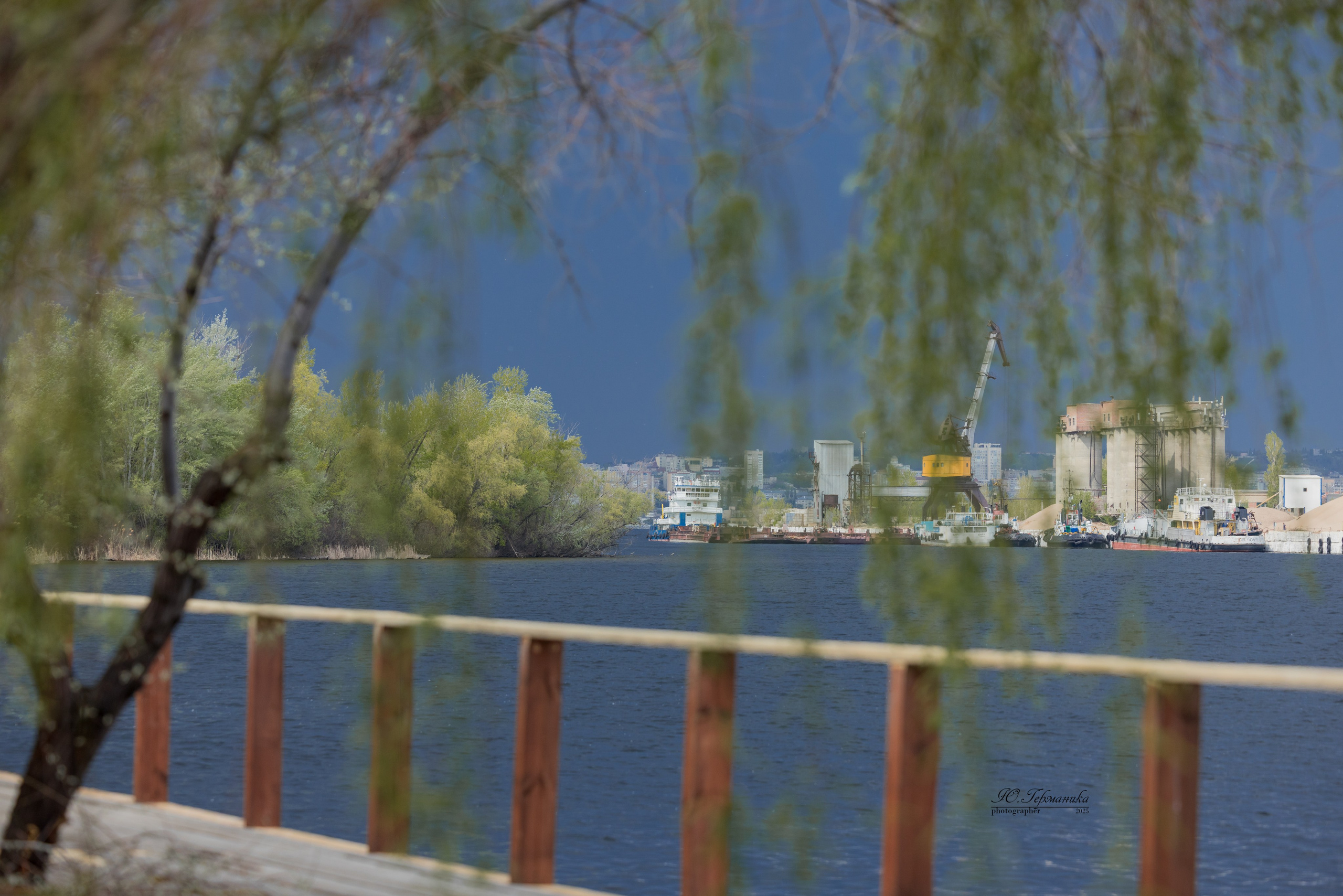 Саратов моно ротвейлеров 26-27.04.2025. Фотограф-анималист Юлия Германика