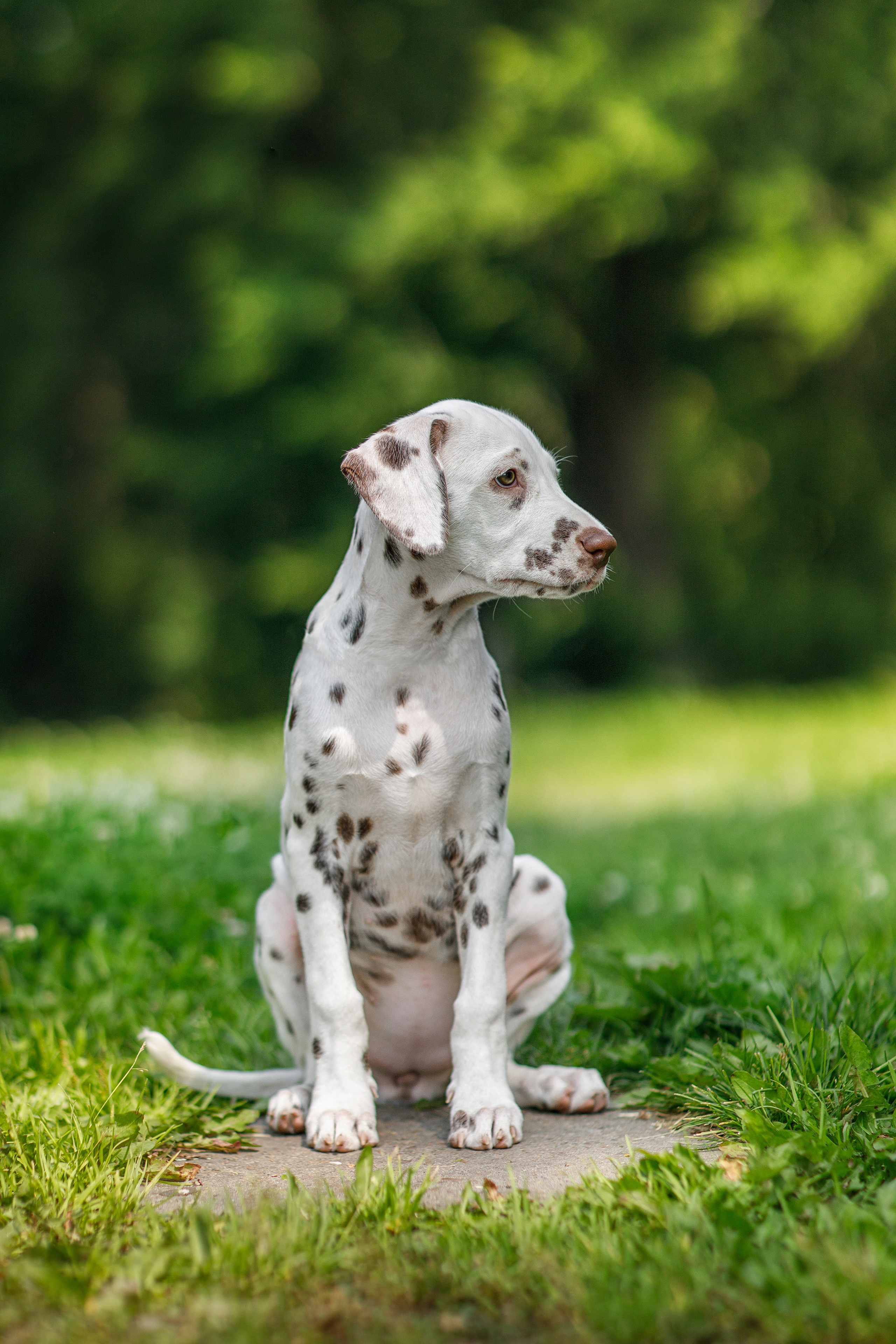 Фотосессия щенков. Фотограф для Вашей собаки