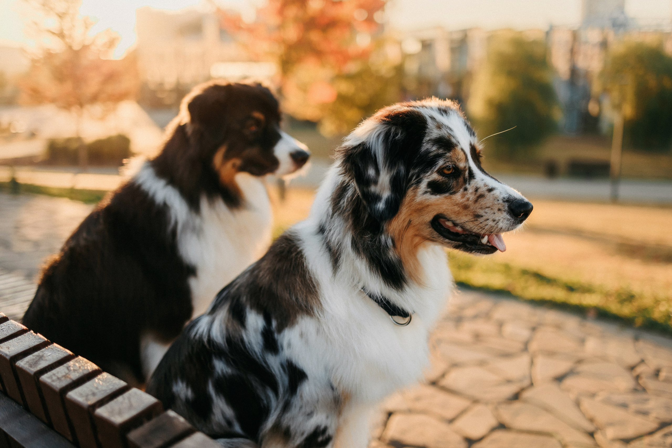 Аня, Чарли и Ева. Фотограф-анималист Елена Радченко, Москва
