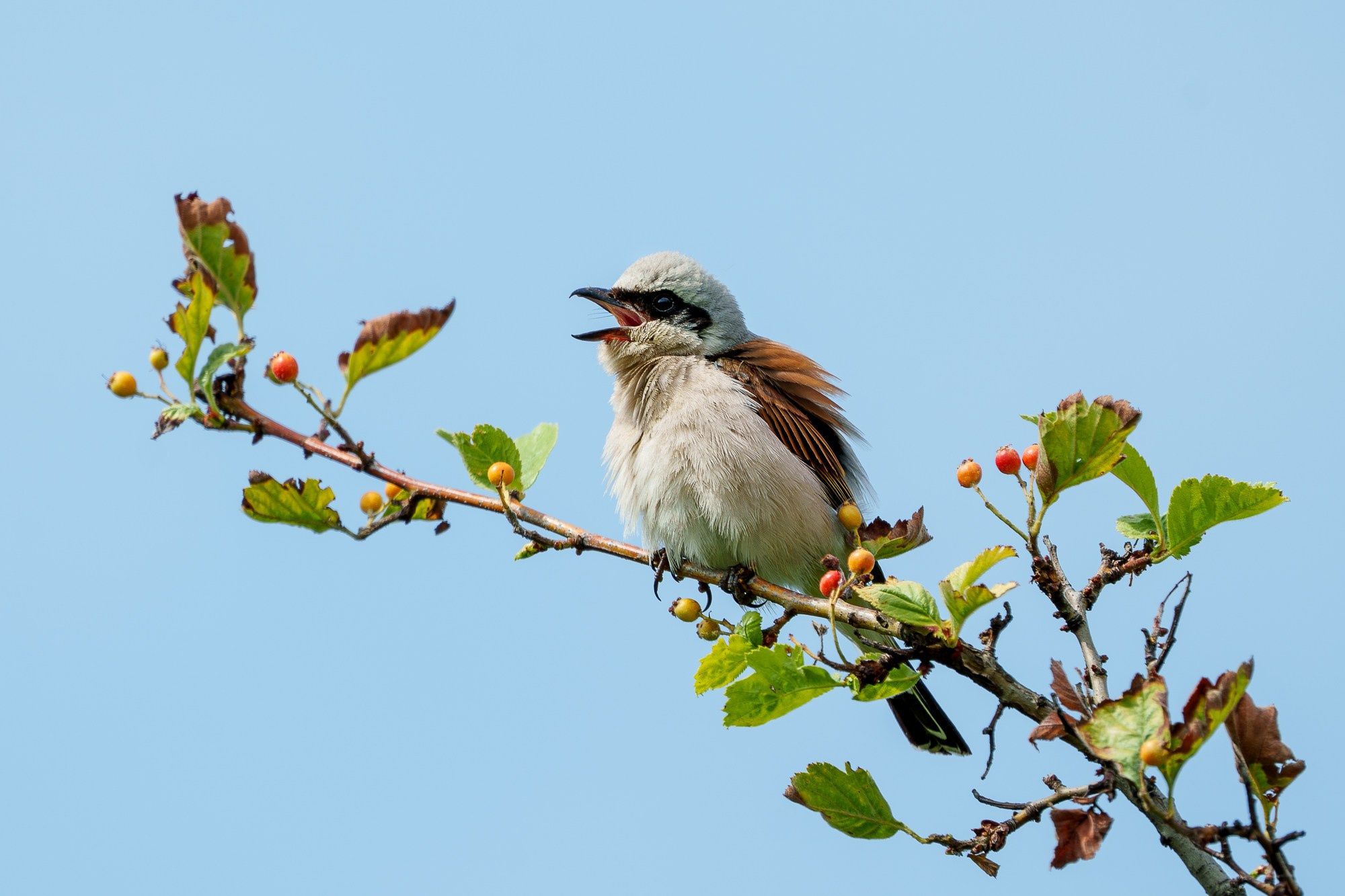 Удивительные мир птиц. Вокруг нас столько прекрасного — присмотритесь!. Ваш личный фотограф Марина Волкова